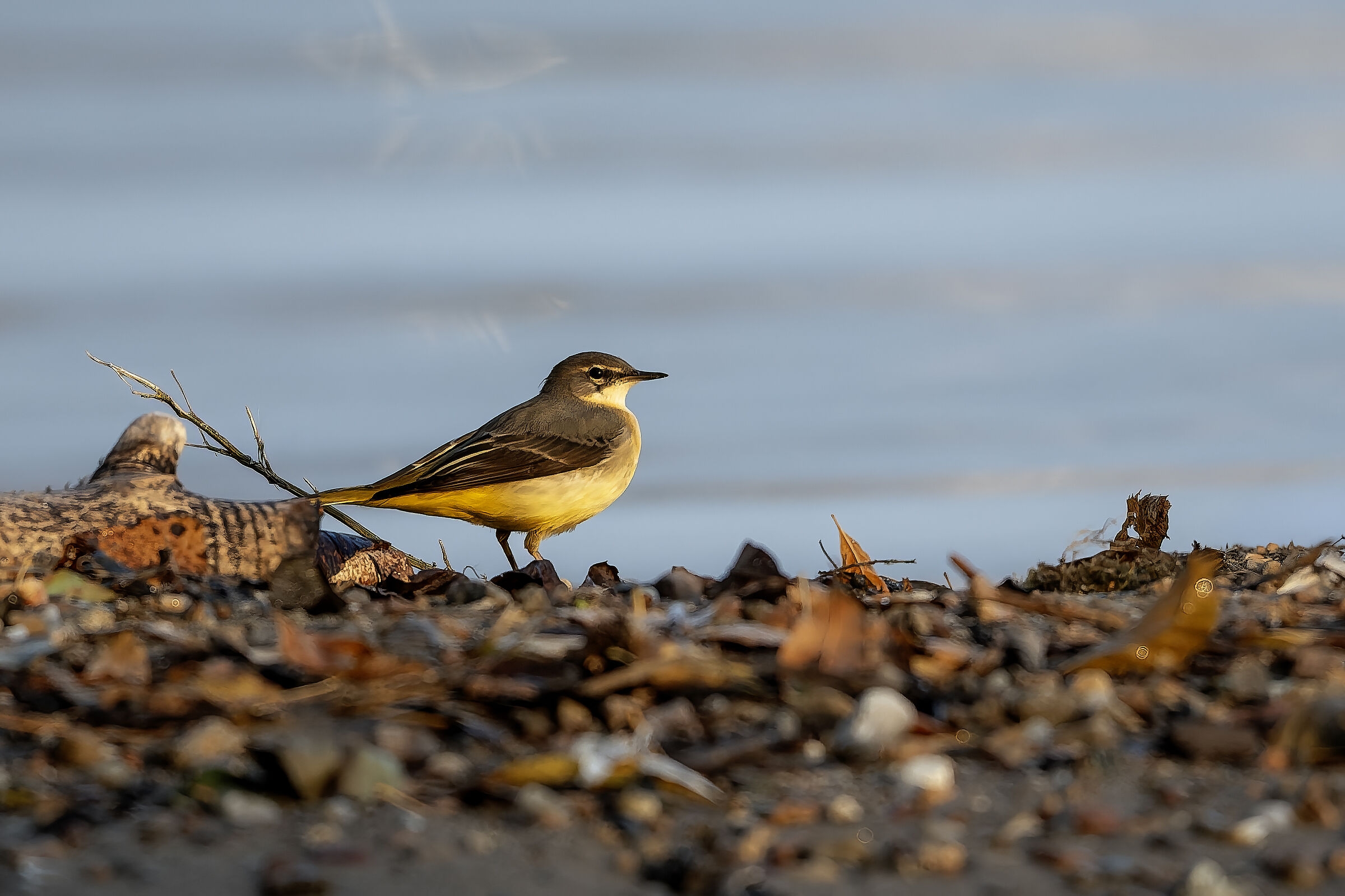 Yellow Wagtail (Motacilla Cinerea)