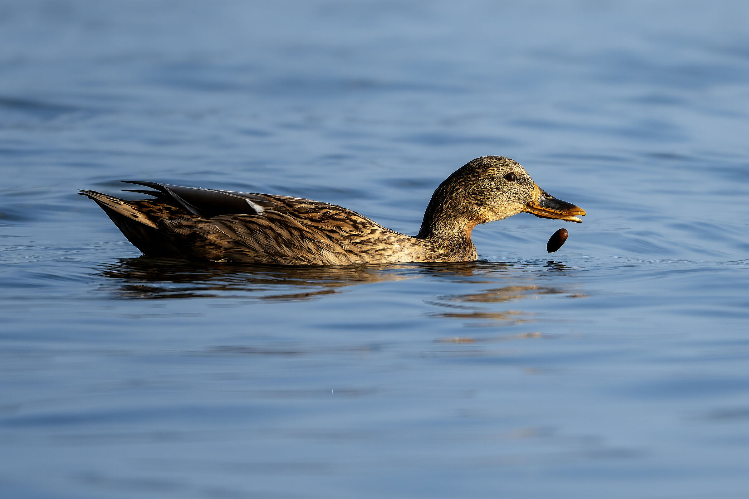 The mallard and the acorn....