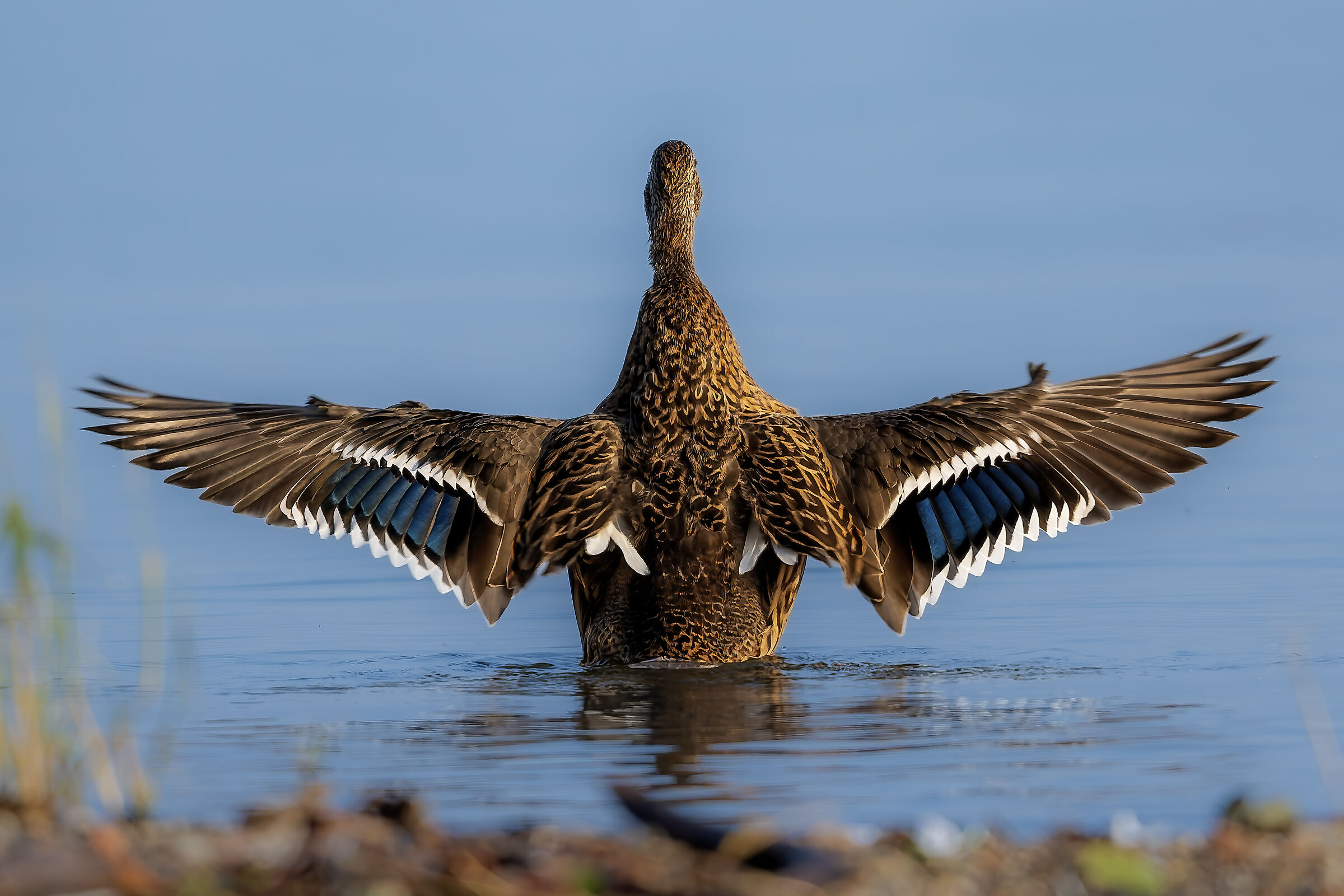 The wings of the mallard