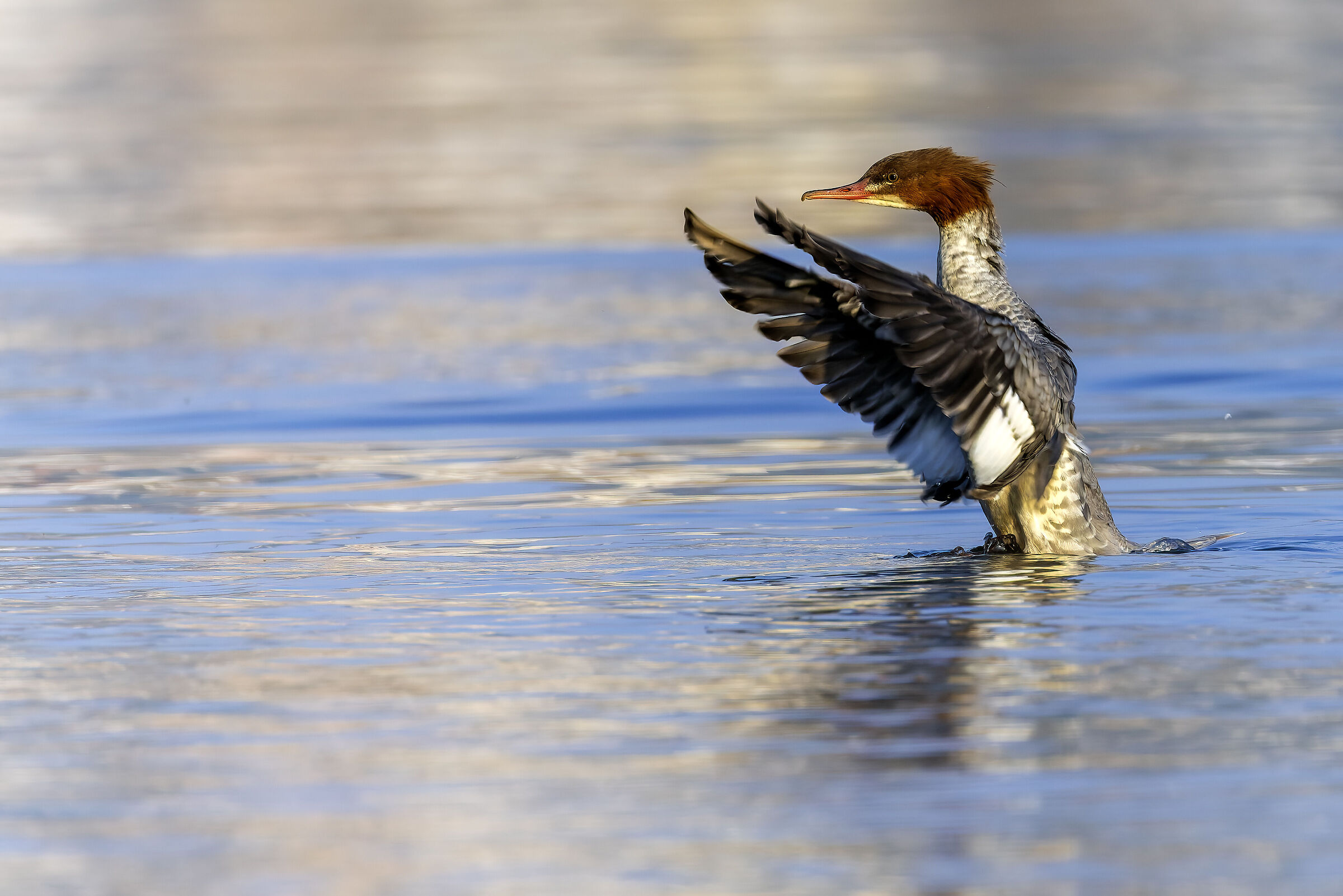 Great Merganser and its beautiful wings