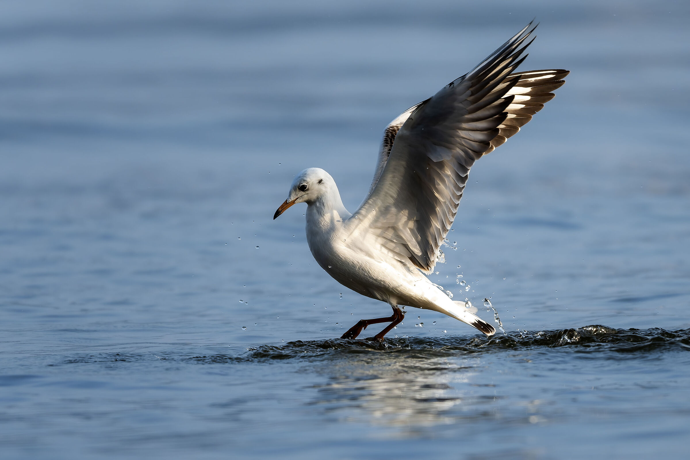 Black-headed gull (Chroicocephalus ridibundus)