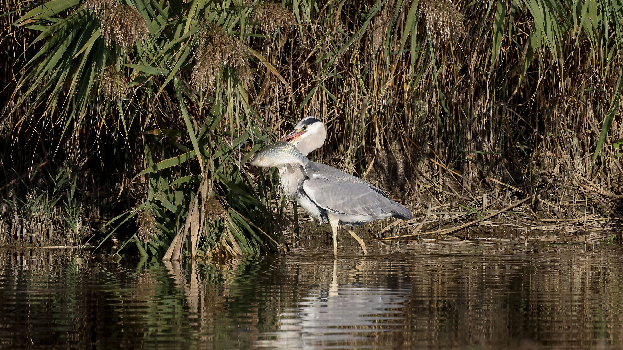 Cenerino with Crucian Carp