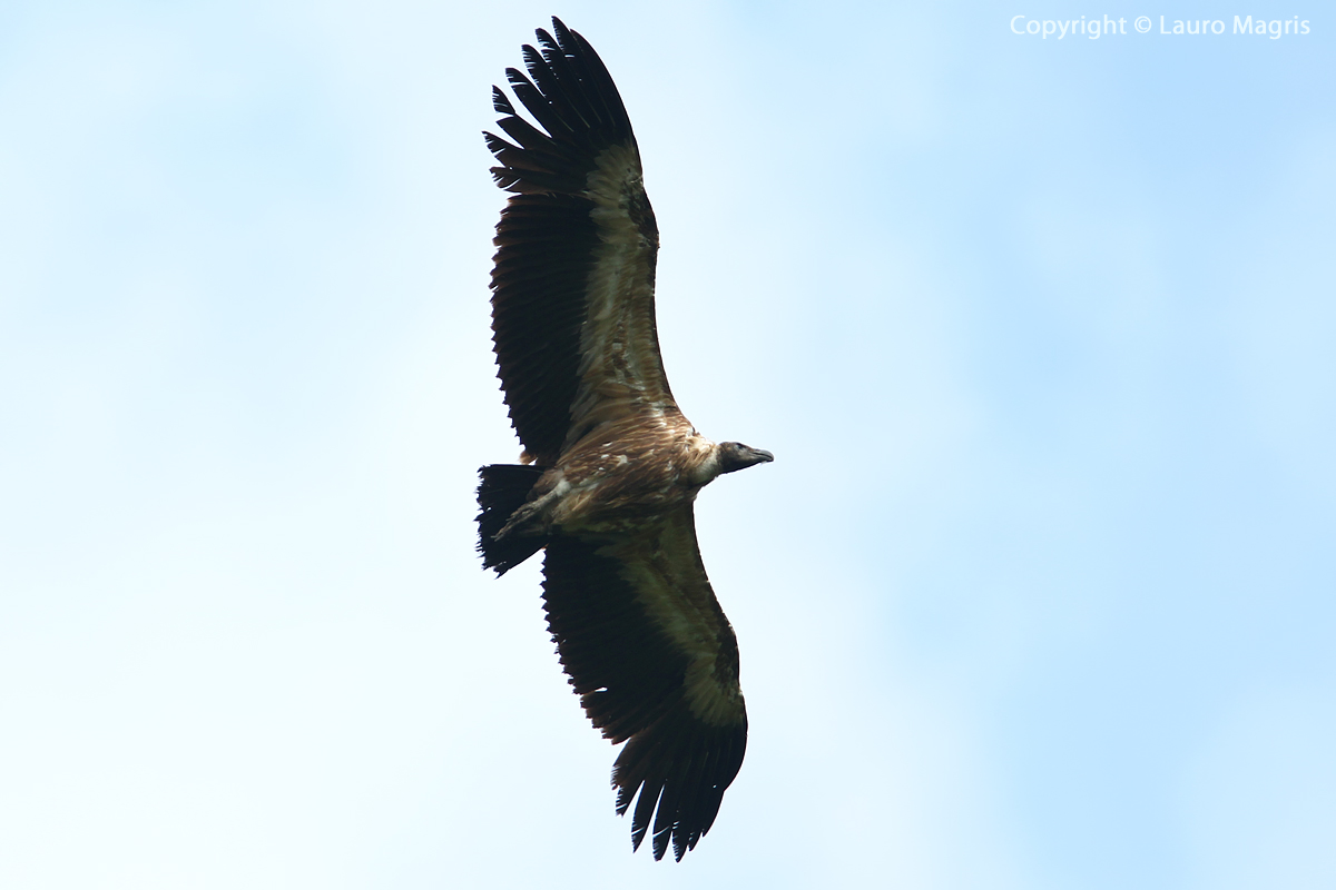 Griffon vulture in flight over