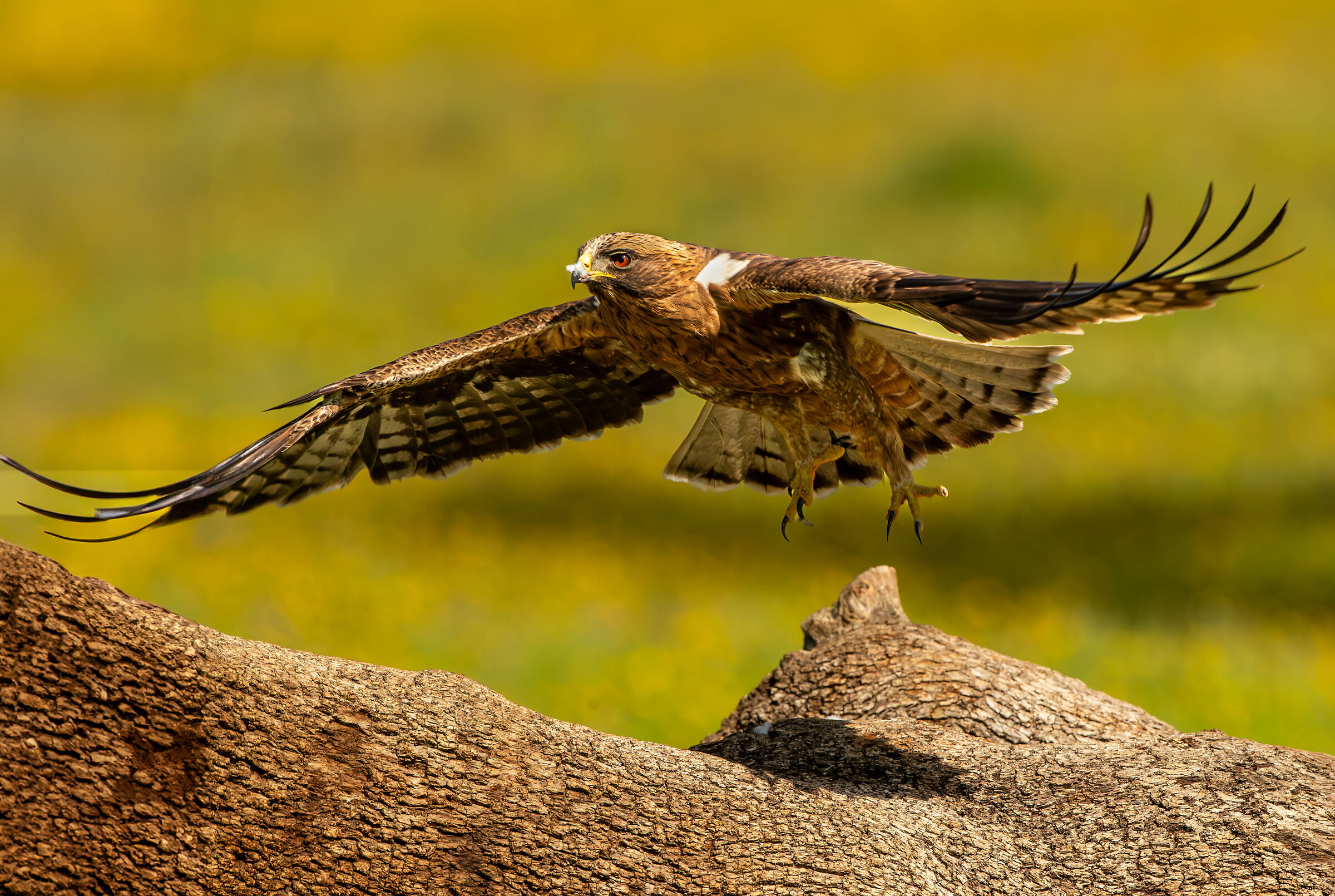 Booted Eagle