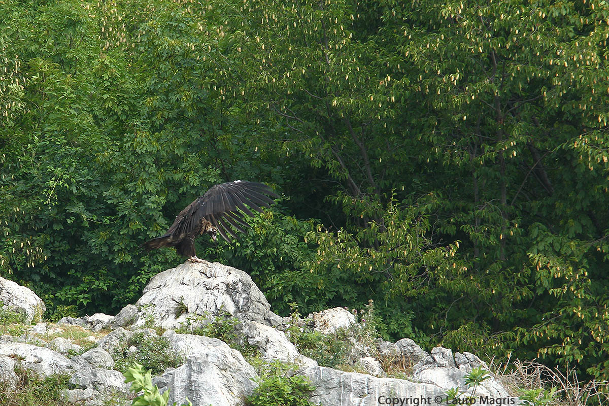 Vulture Monaco in the role of Batman