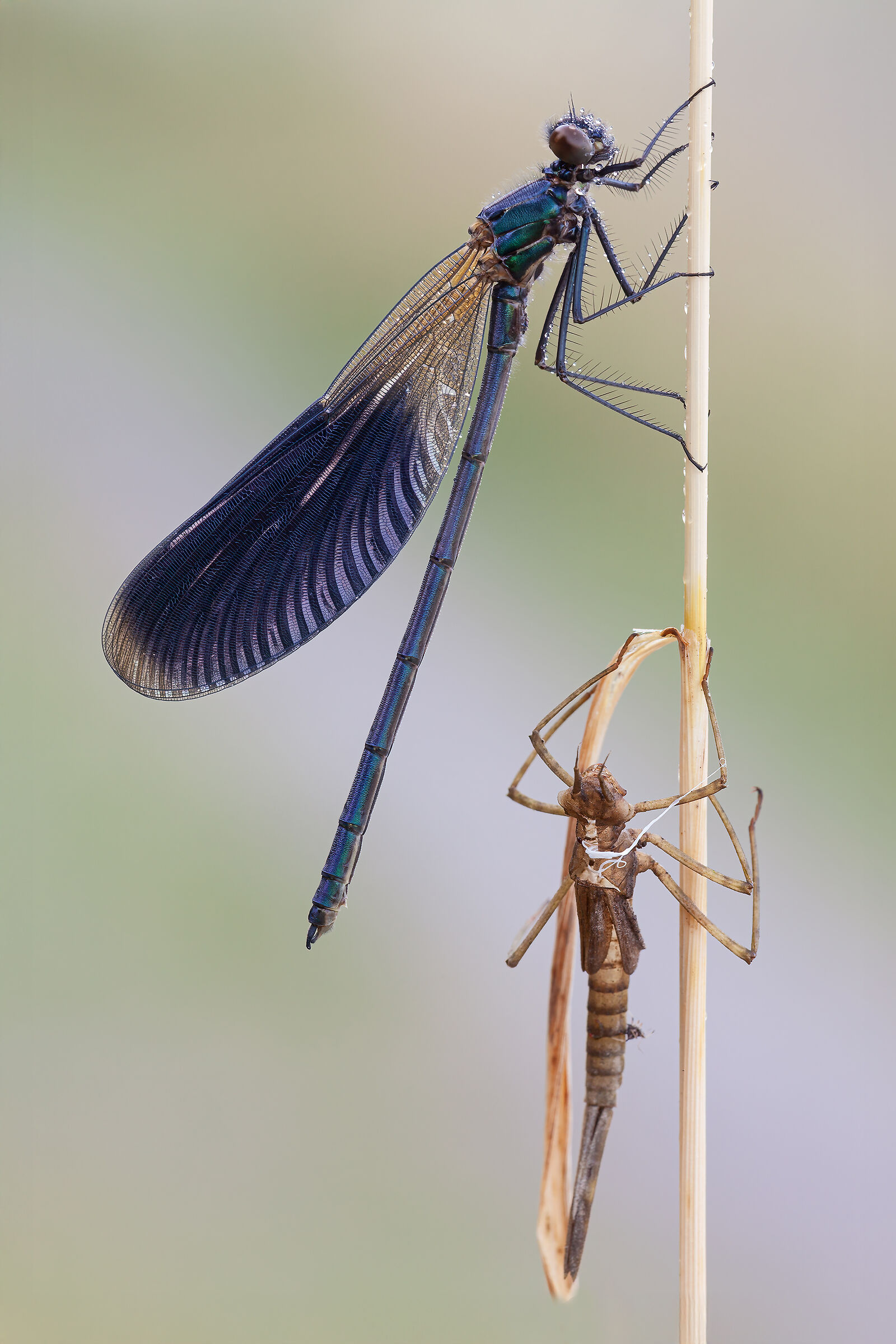 Calopteryx splendens