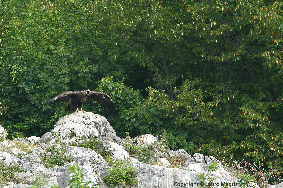 Vulture Monaco
