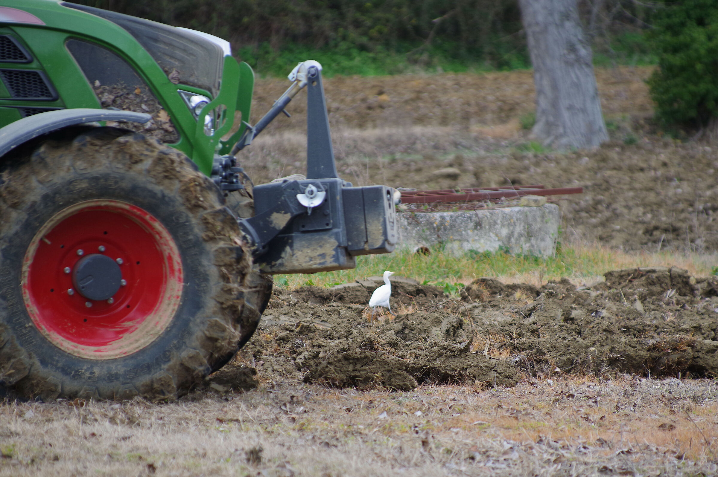 cattle egret