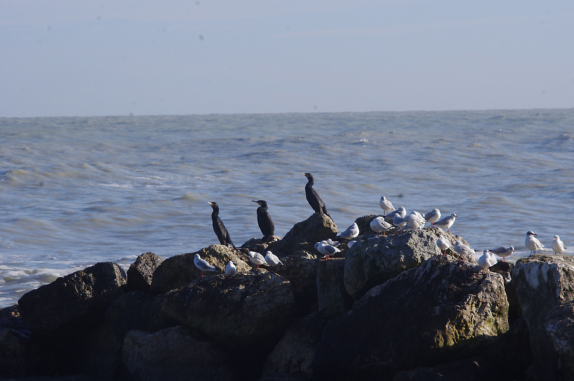 cormorants