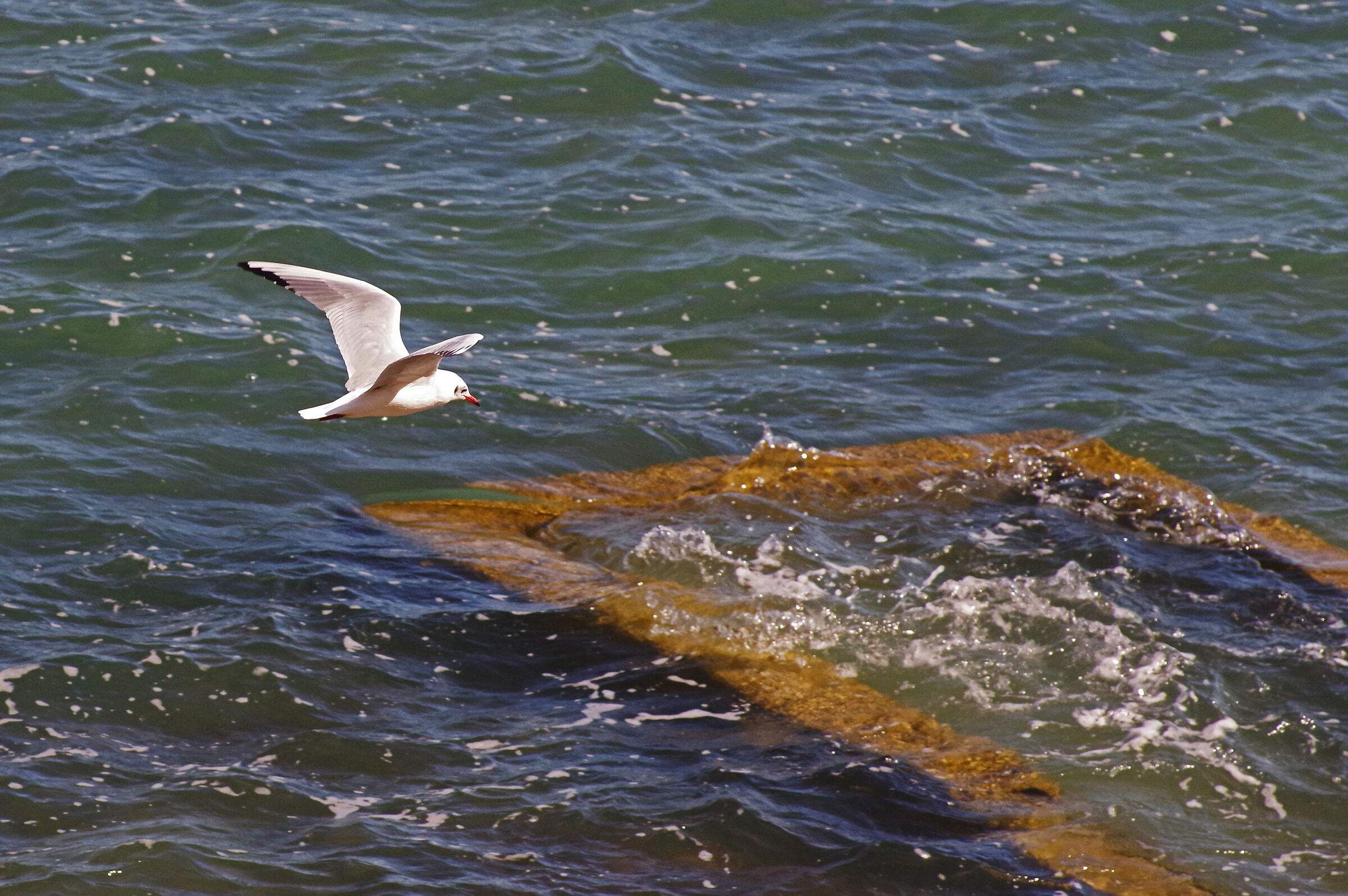 gull
