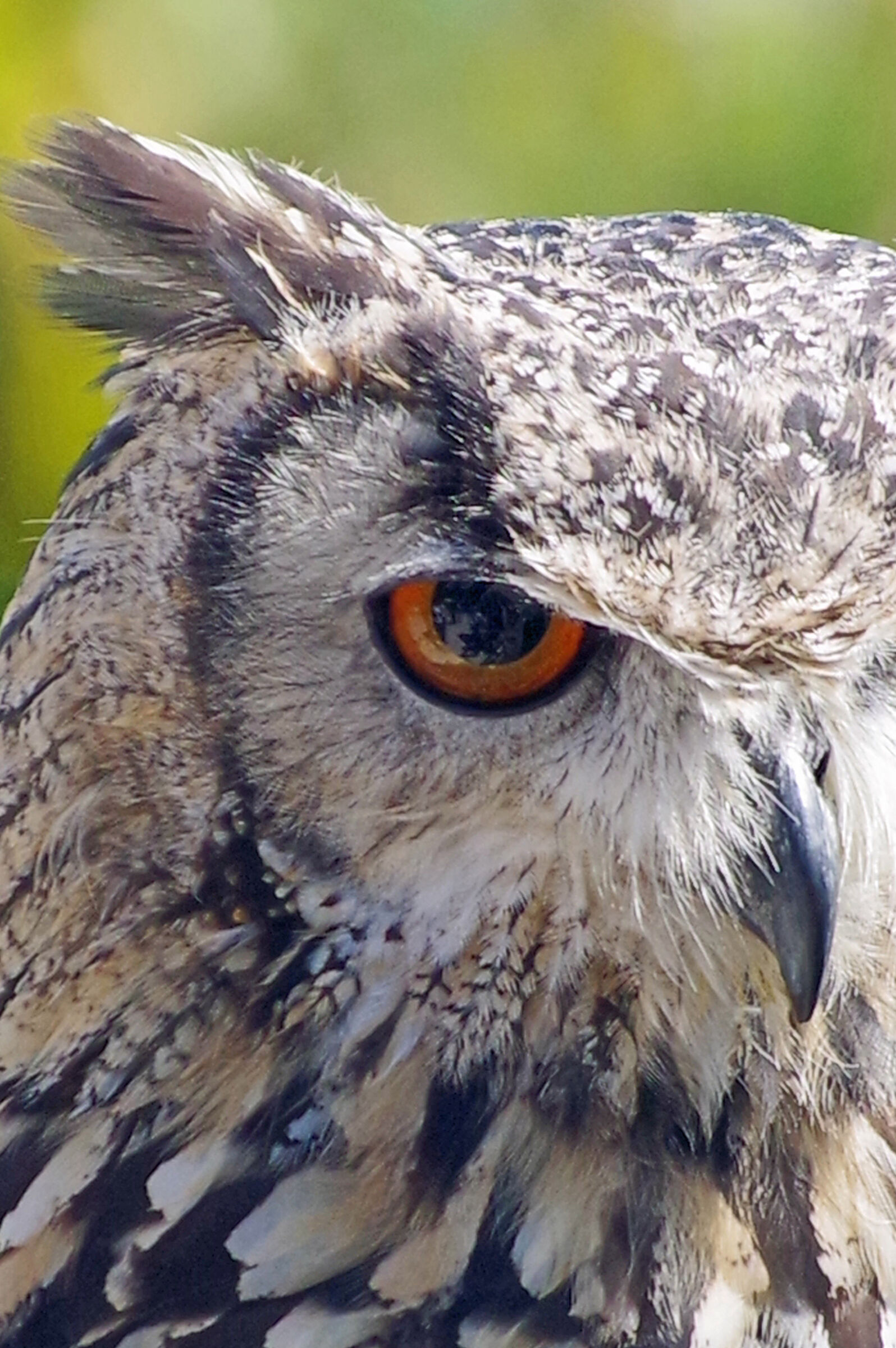 owl