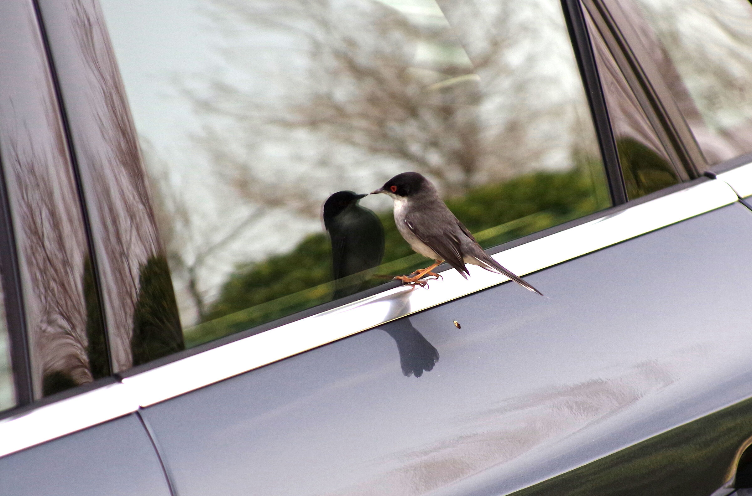 sardinian warbler