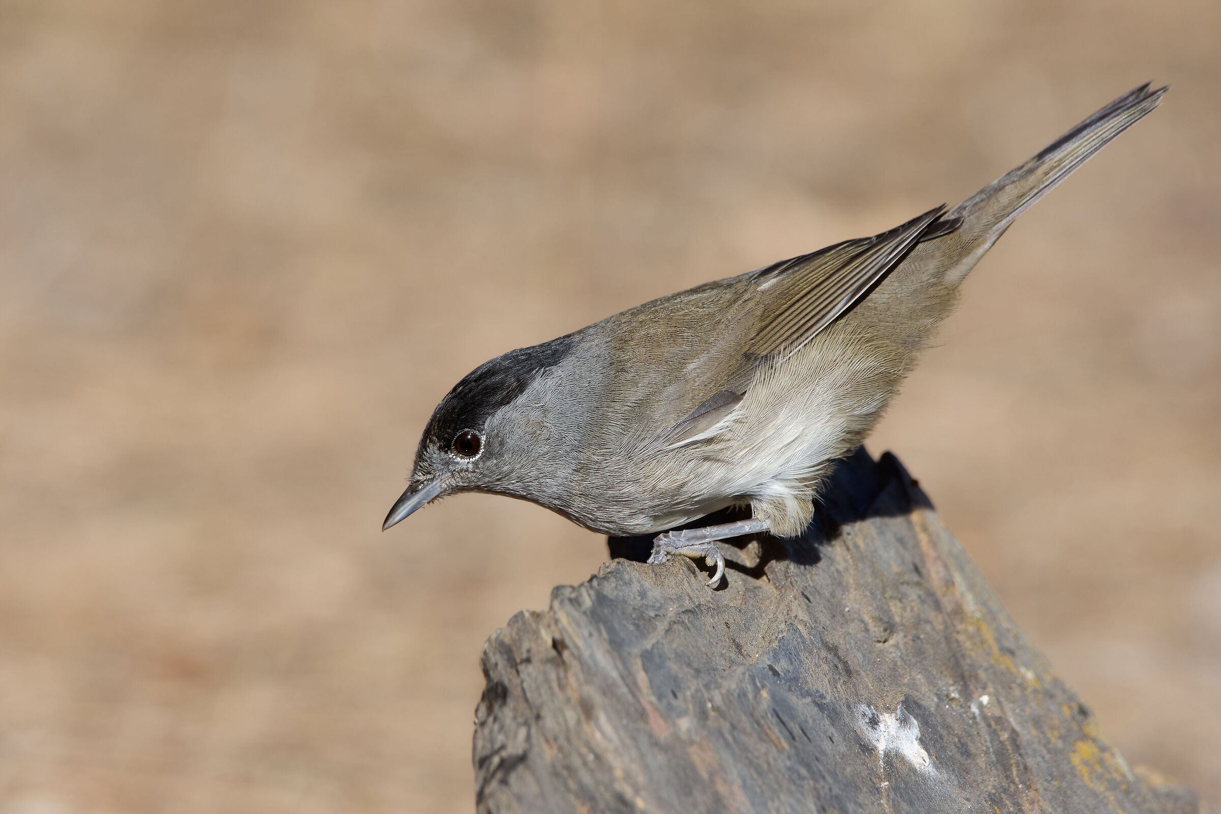 Capinera eurasiatica