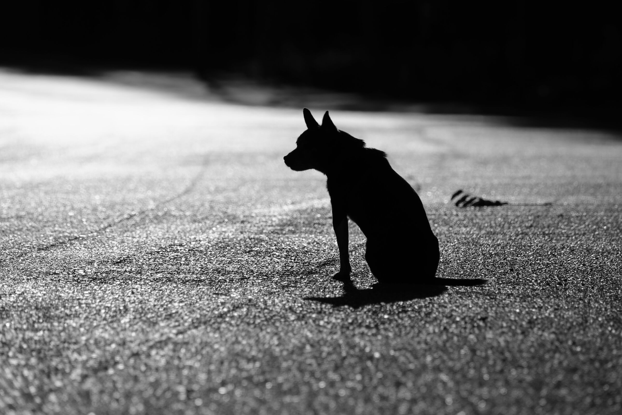 Chinese shadows... backlit canetto