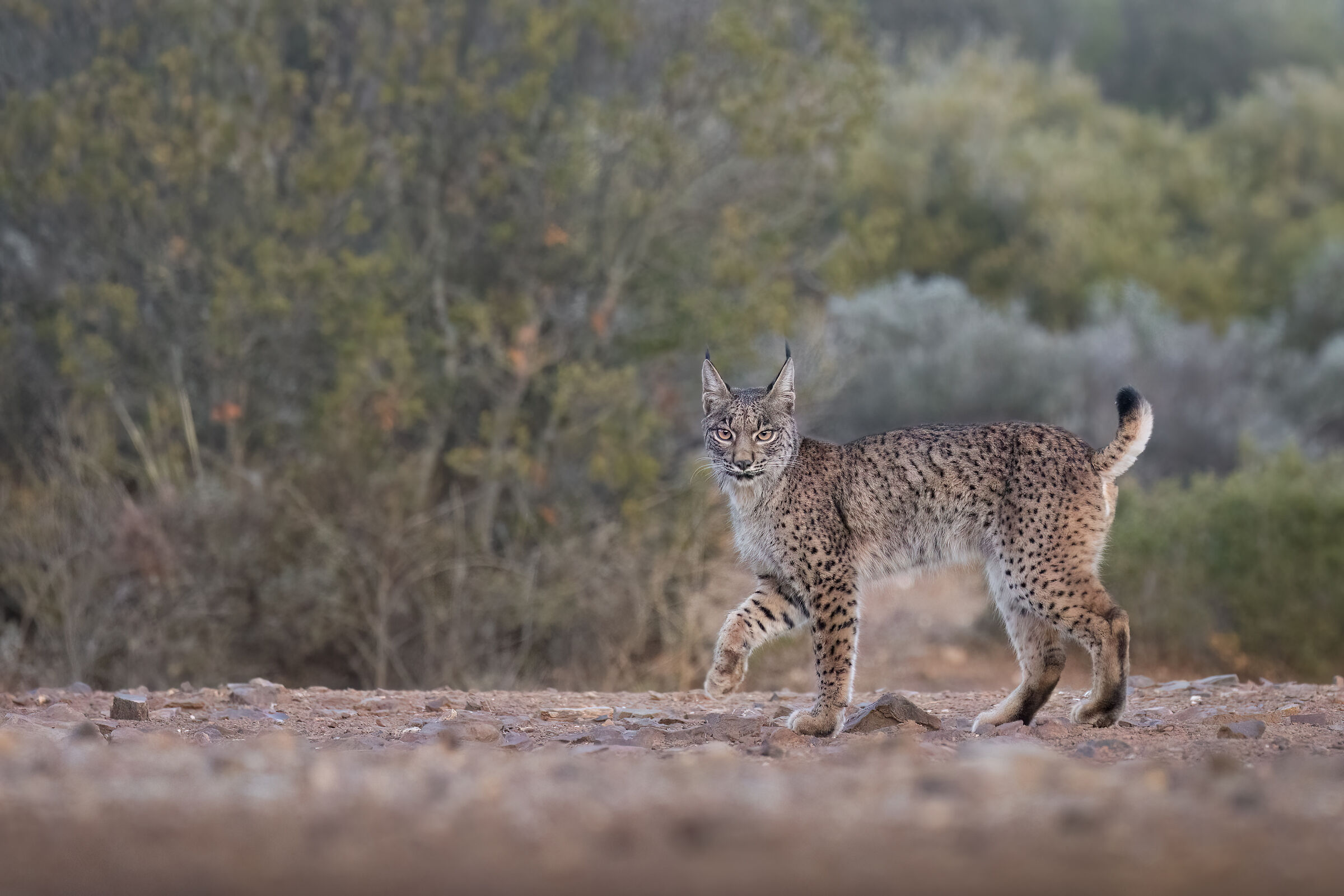 Iberian Lynx