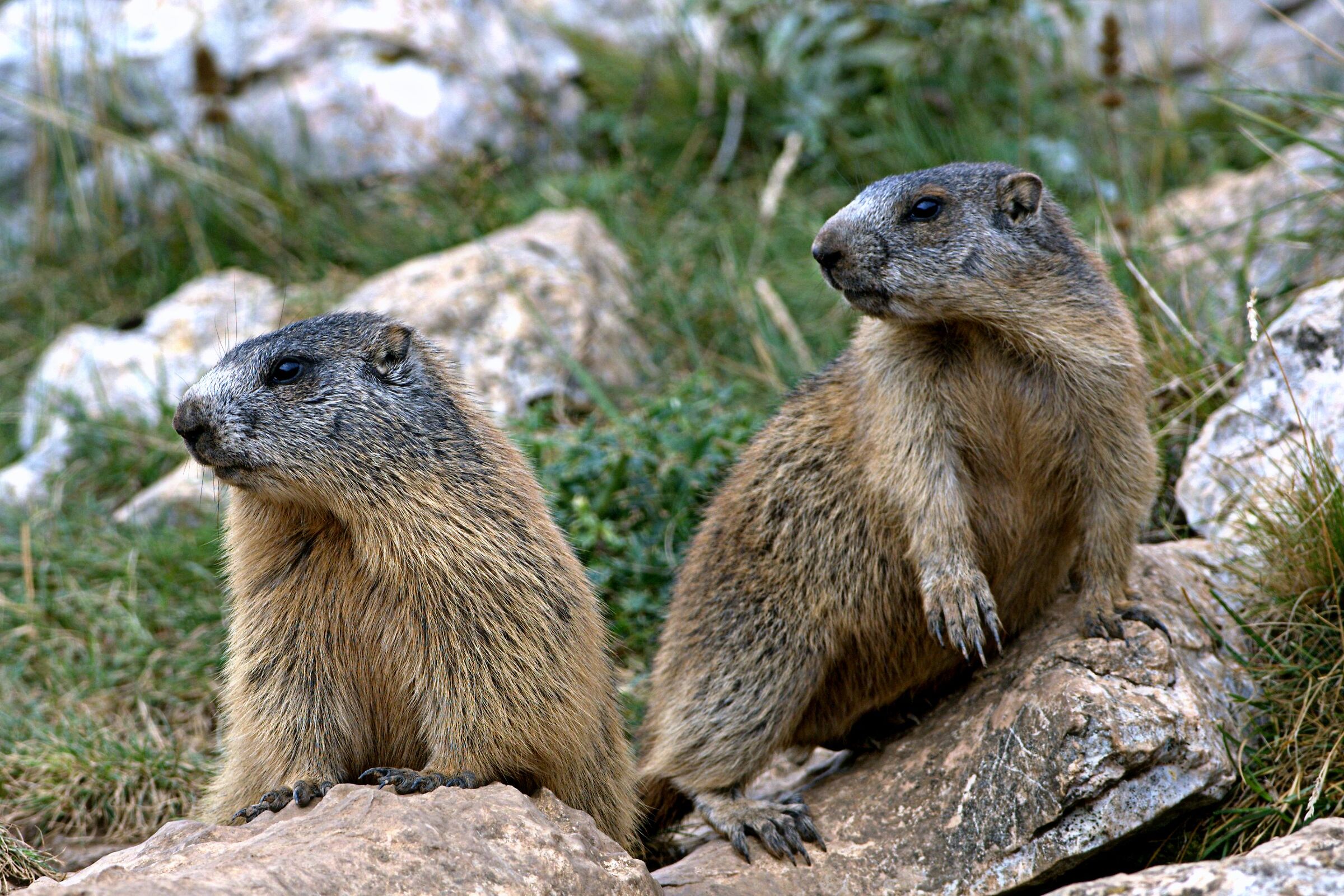 Le....giovani marmotte....