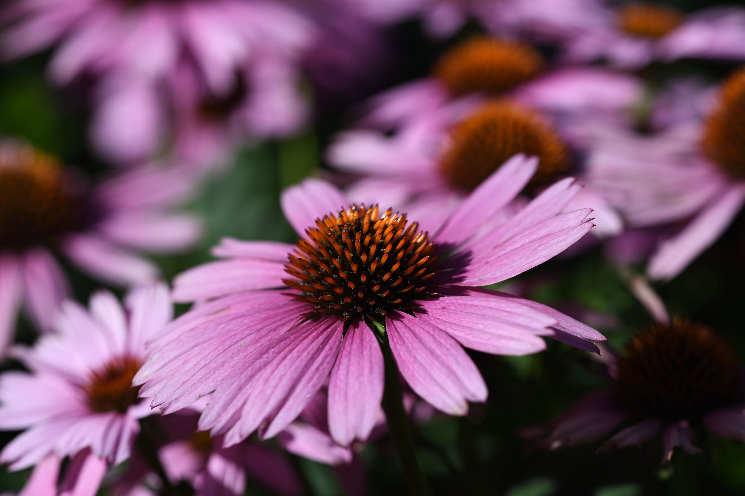 Purple Echinacea