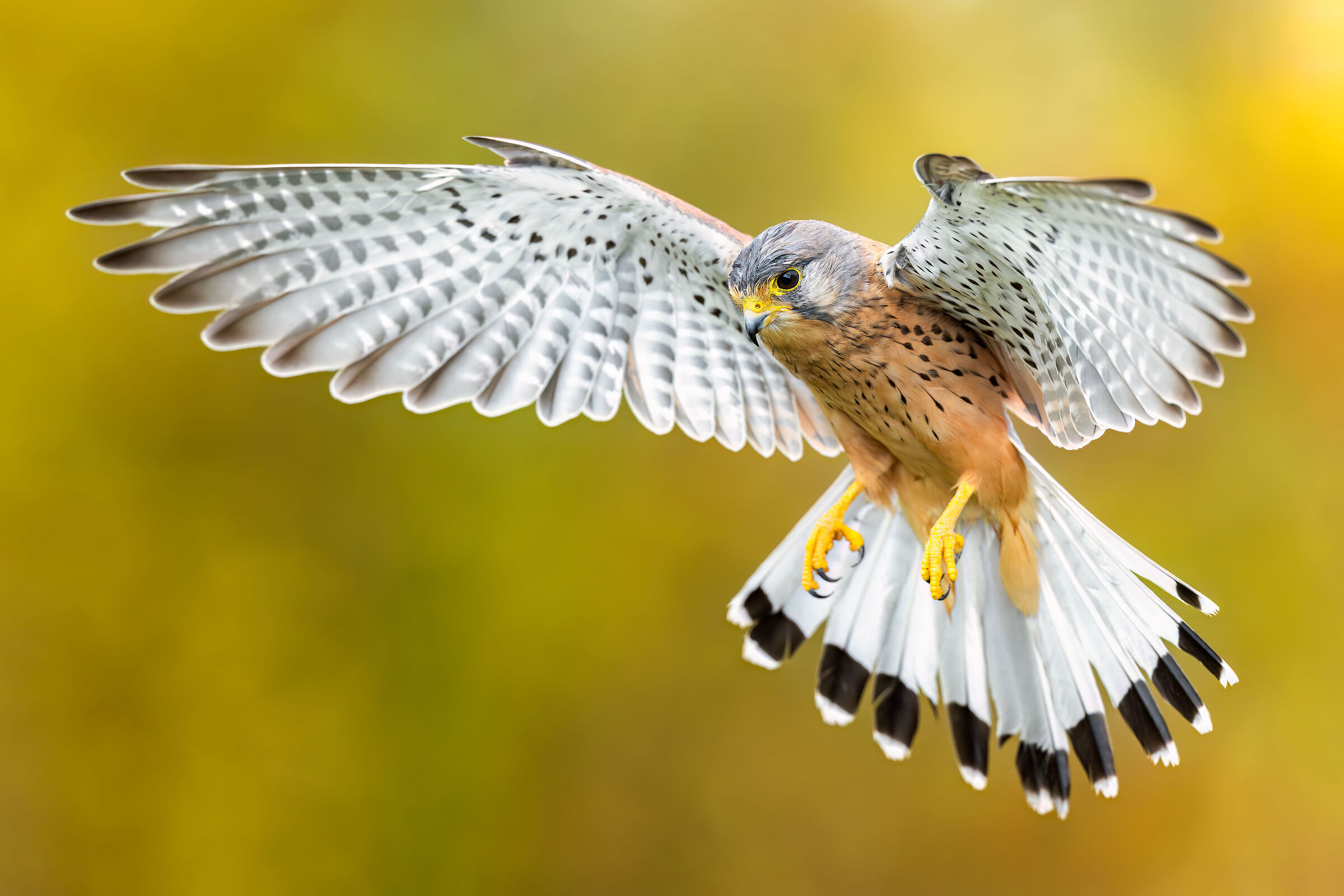 Kestrel
