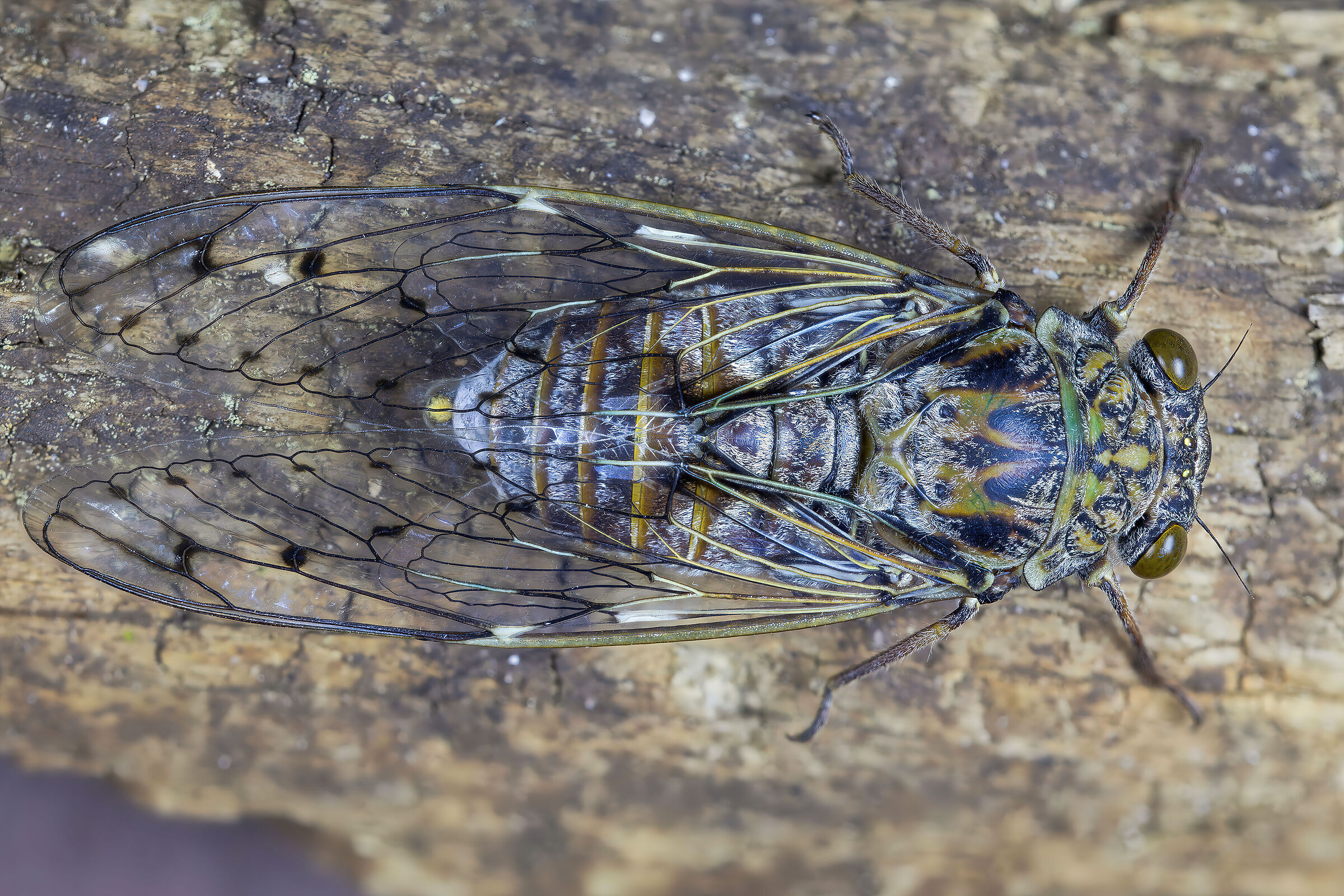 Cicada orni