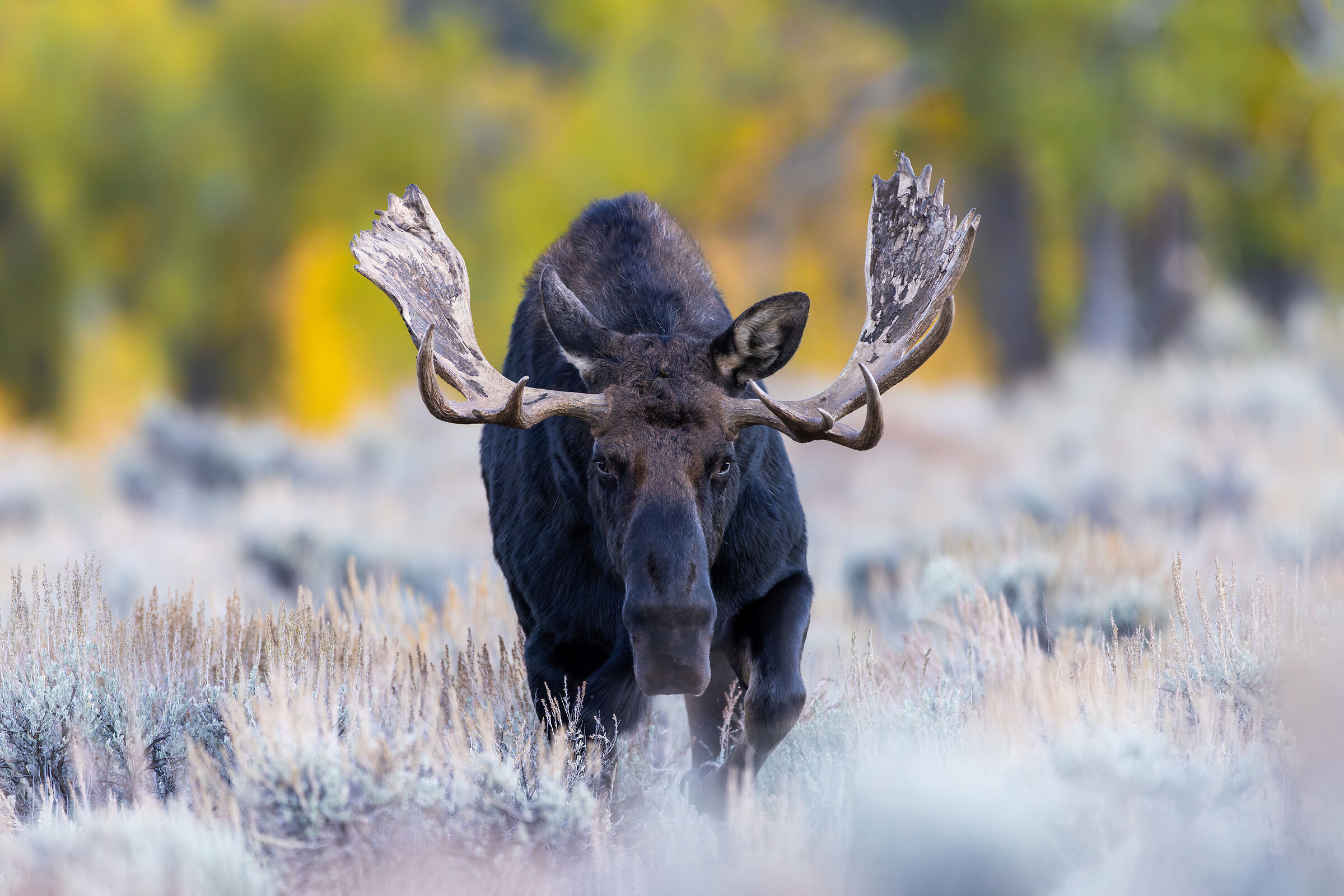 Moose of Gros Ventre