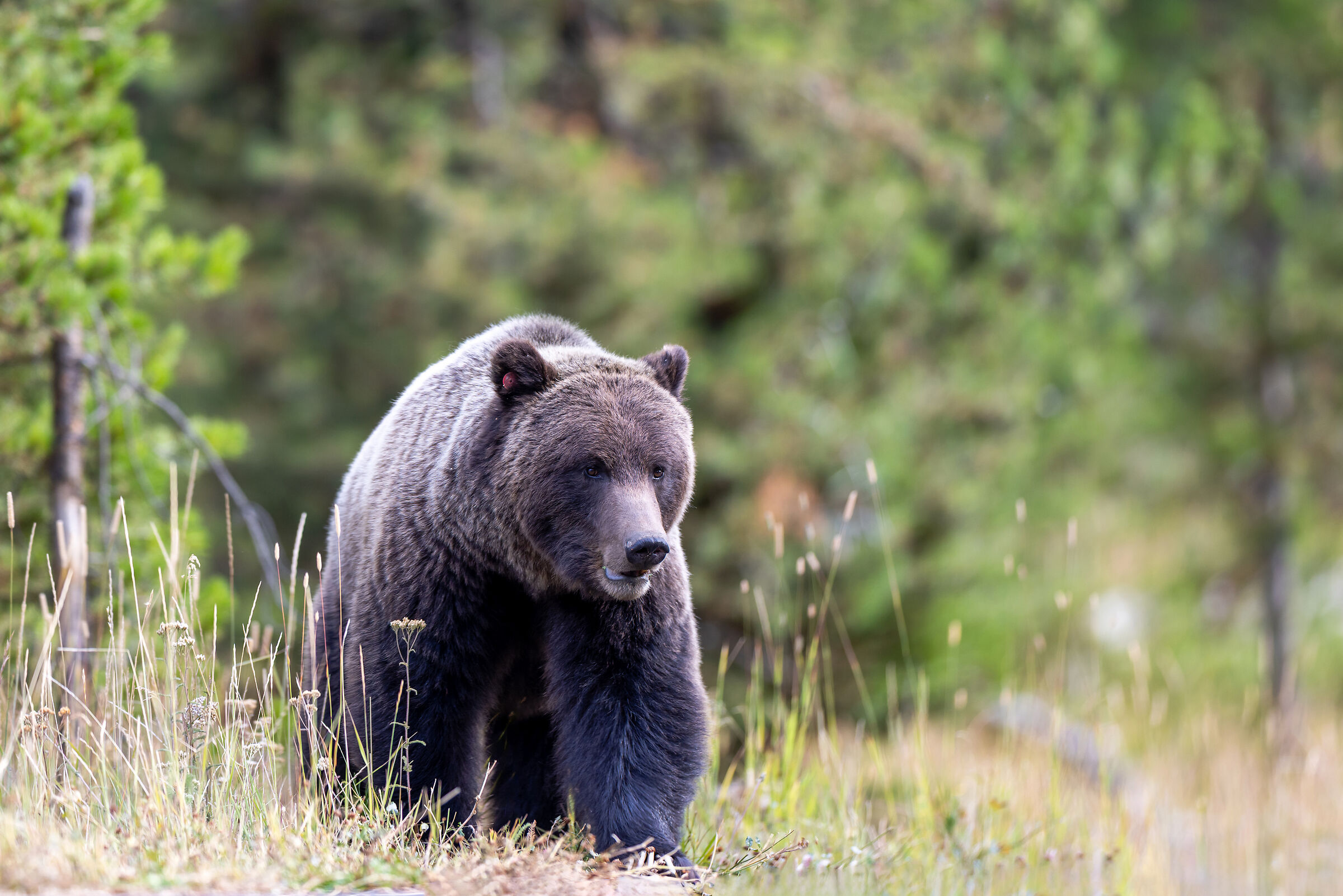 Grizzly np. 288, aka Quill or Romeo