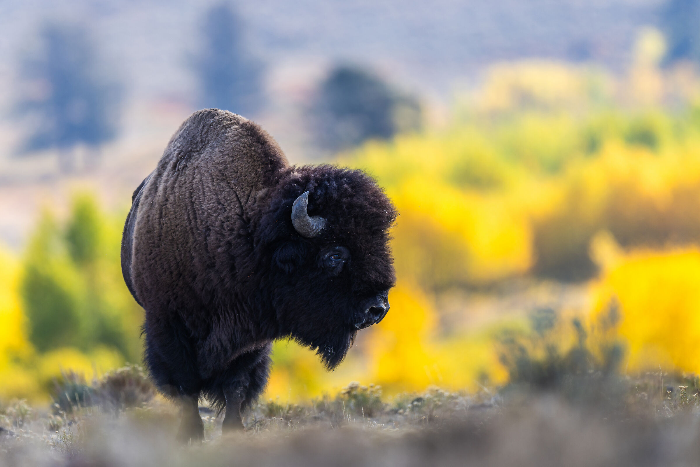 Bison in autumn