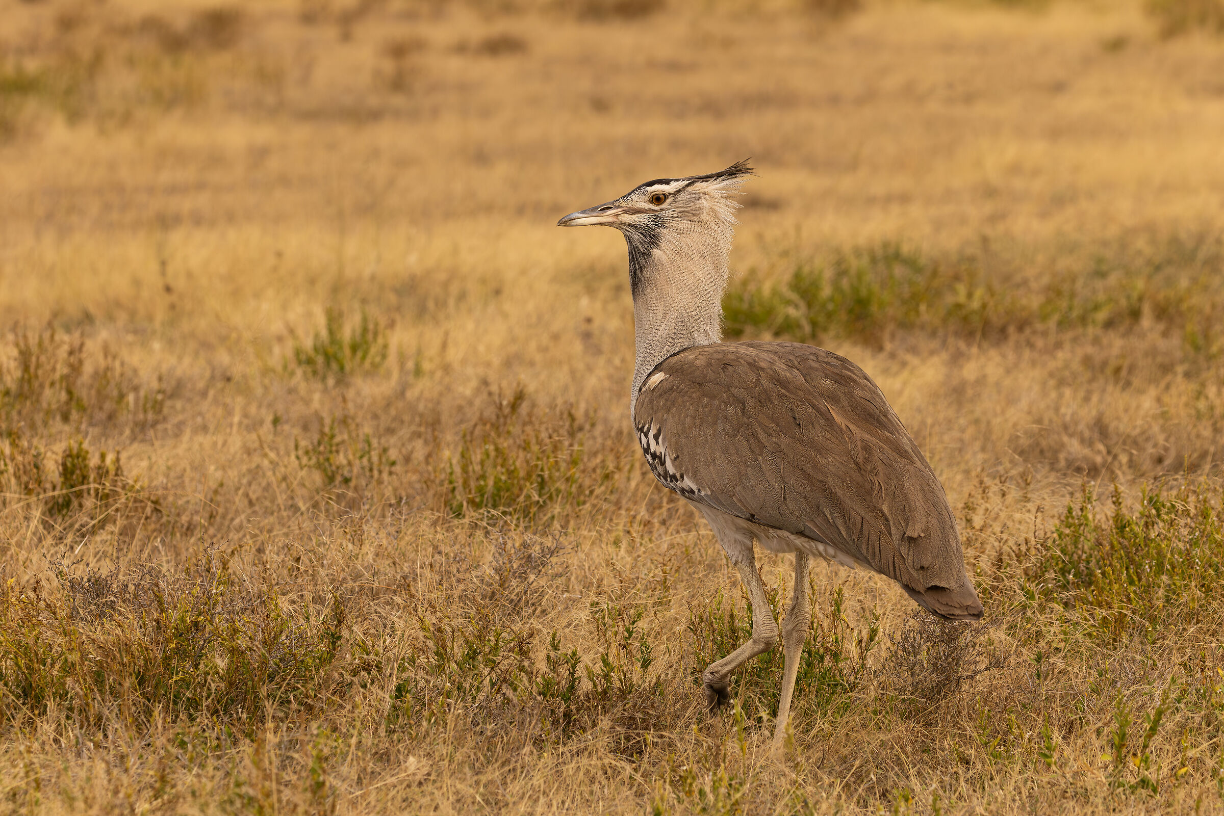 Ngoronrogo Conservation Area - August 2025