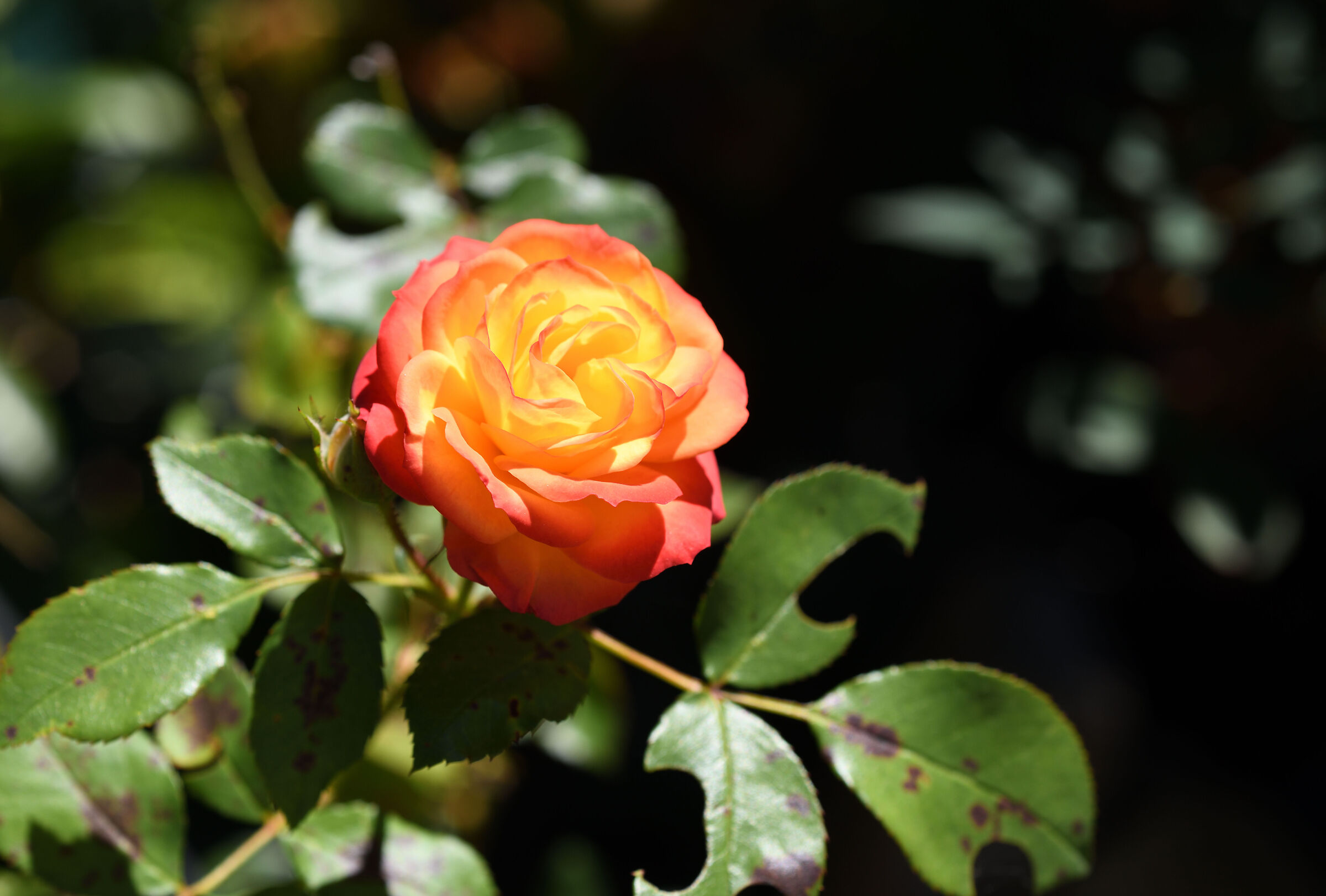 A rose from my garden