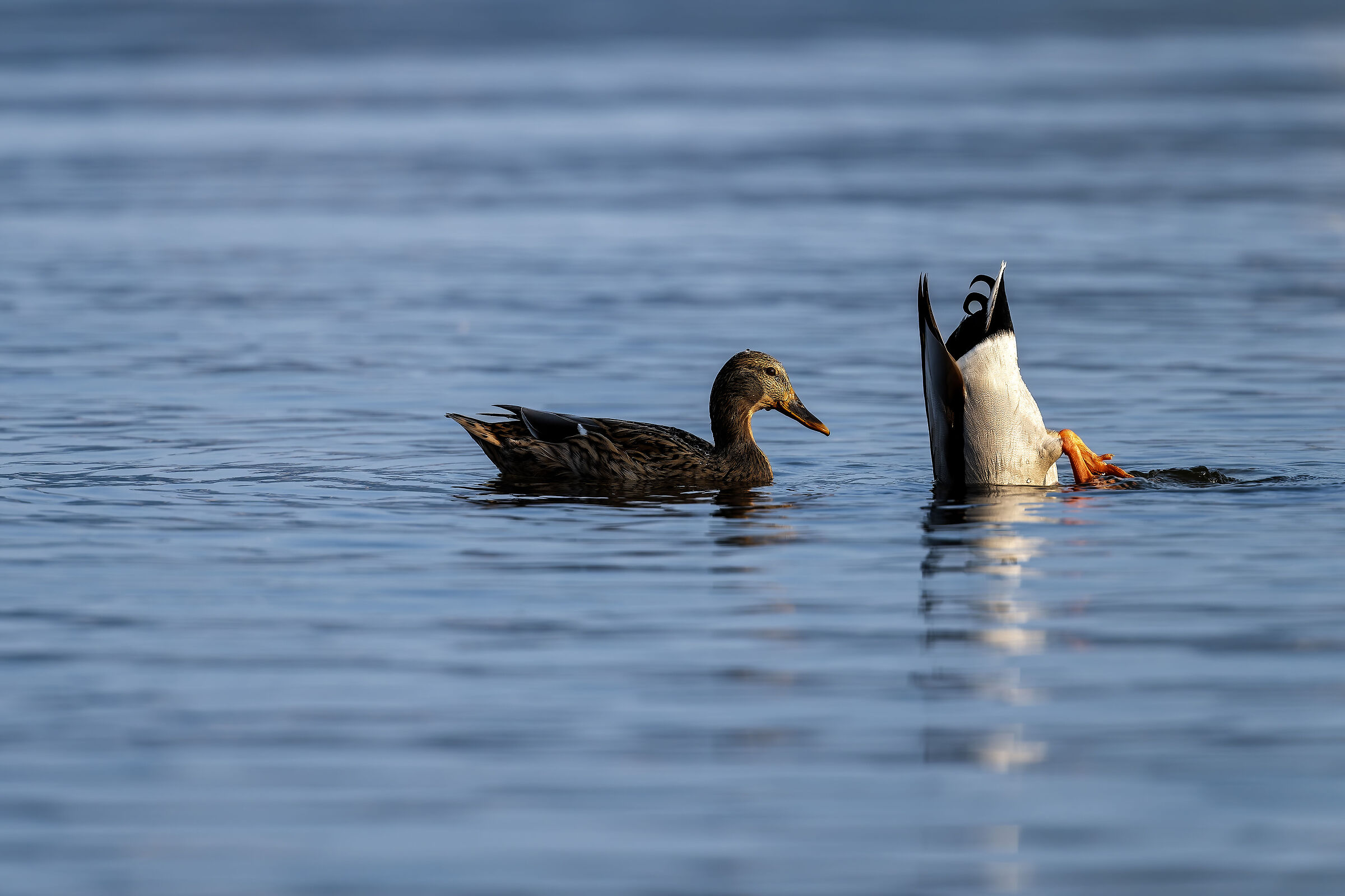 Mallards, the male "fishing"