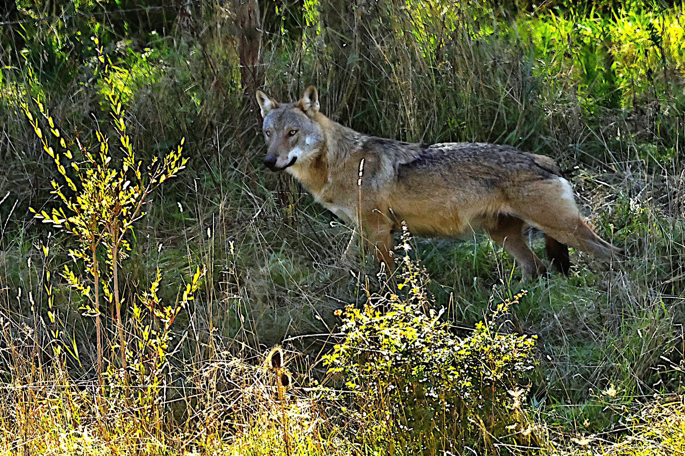 Wolf Pnalm