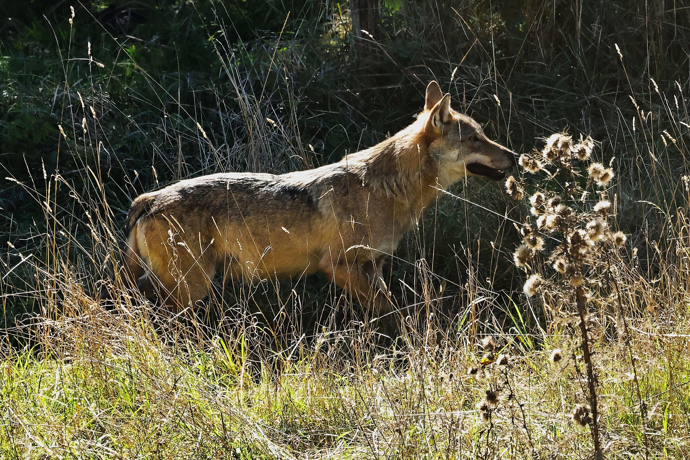 Wolf Pnalm
