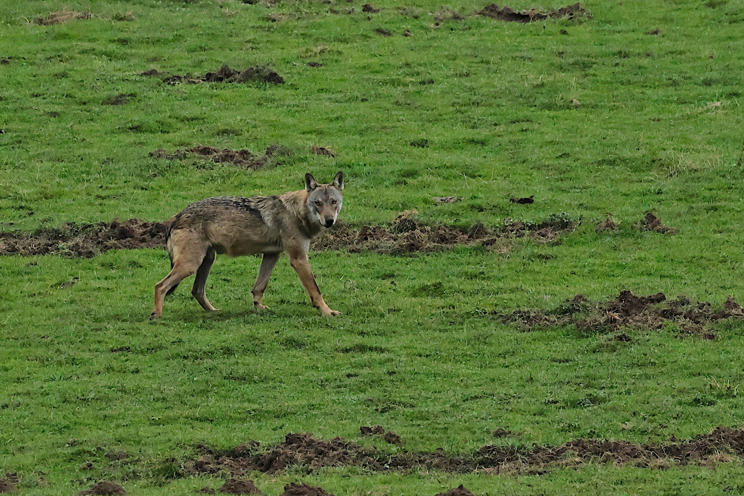 Wolf Pnalm
