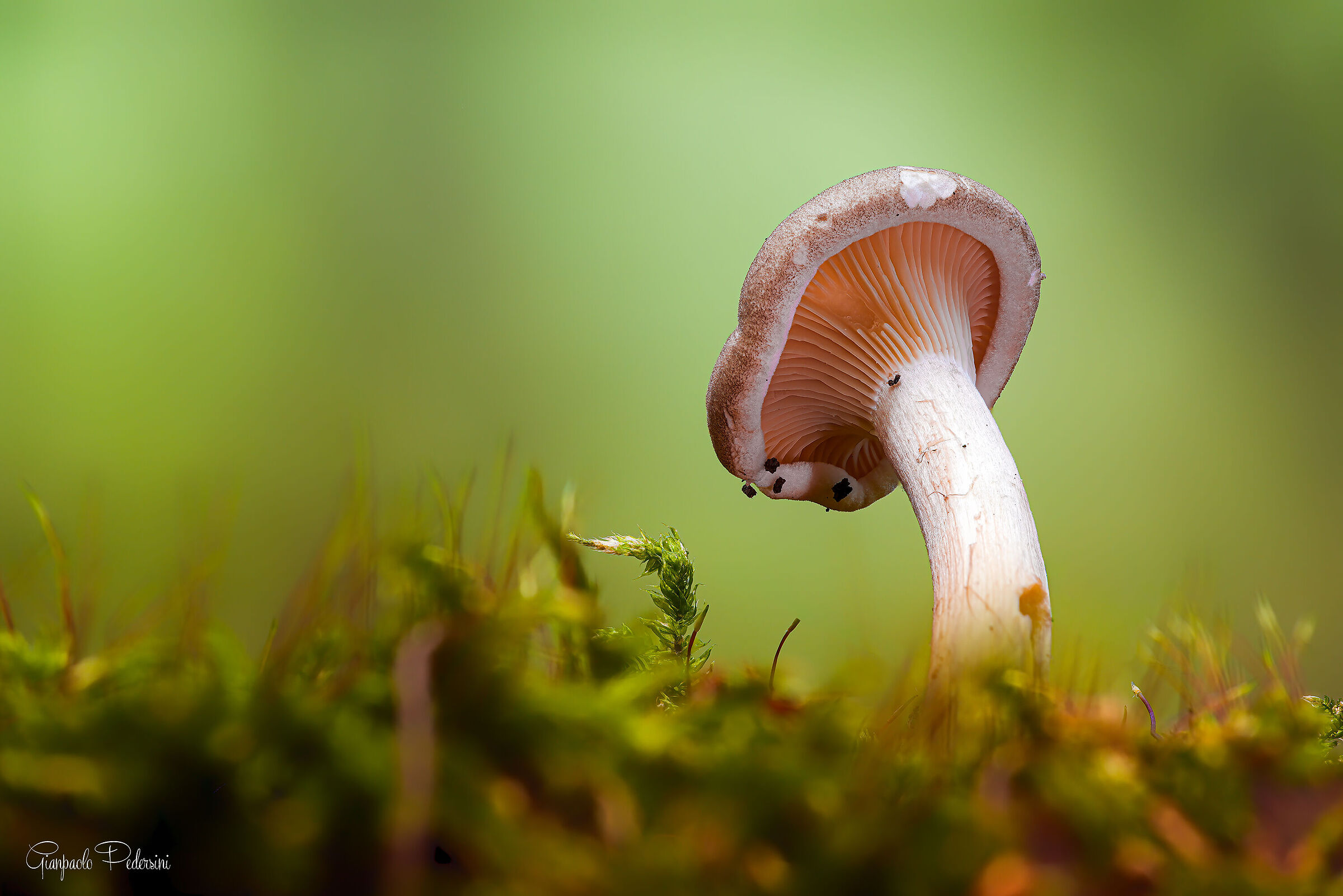 Passeggiando nel bosco
