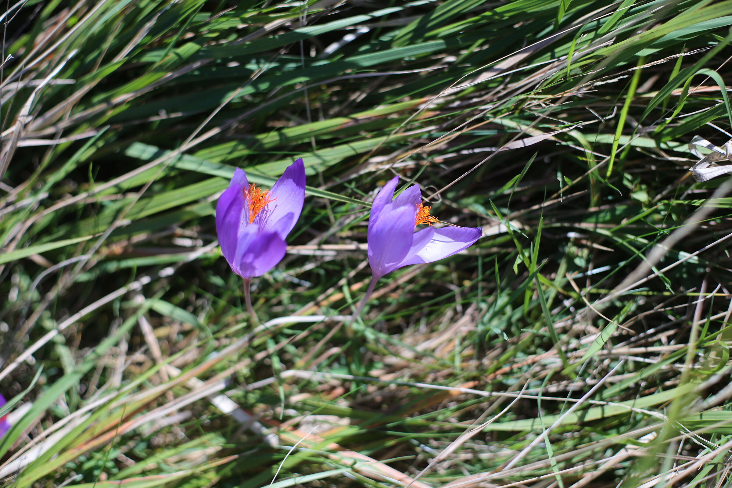 Simply Crocus.