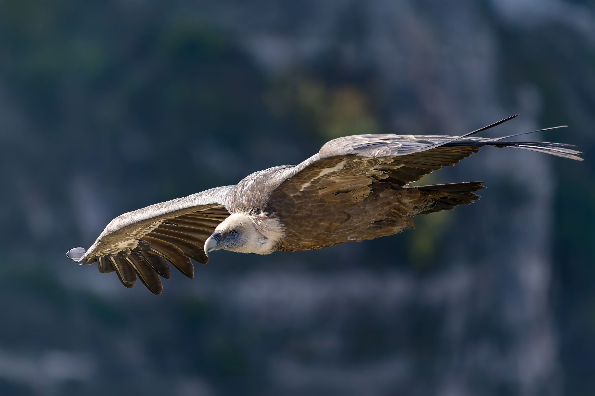 Griffin-Parc naturel régional des Baronnies Proven&cc...