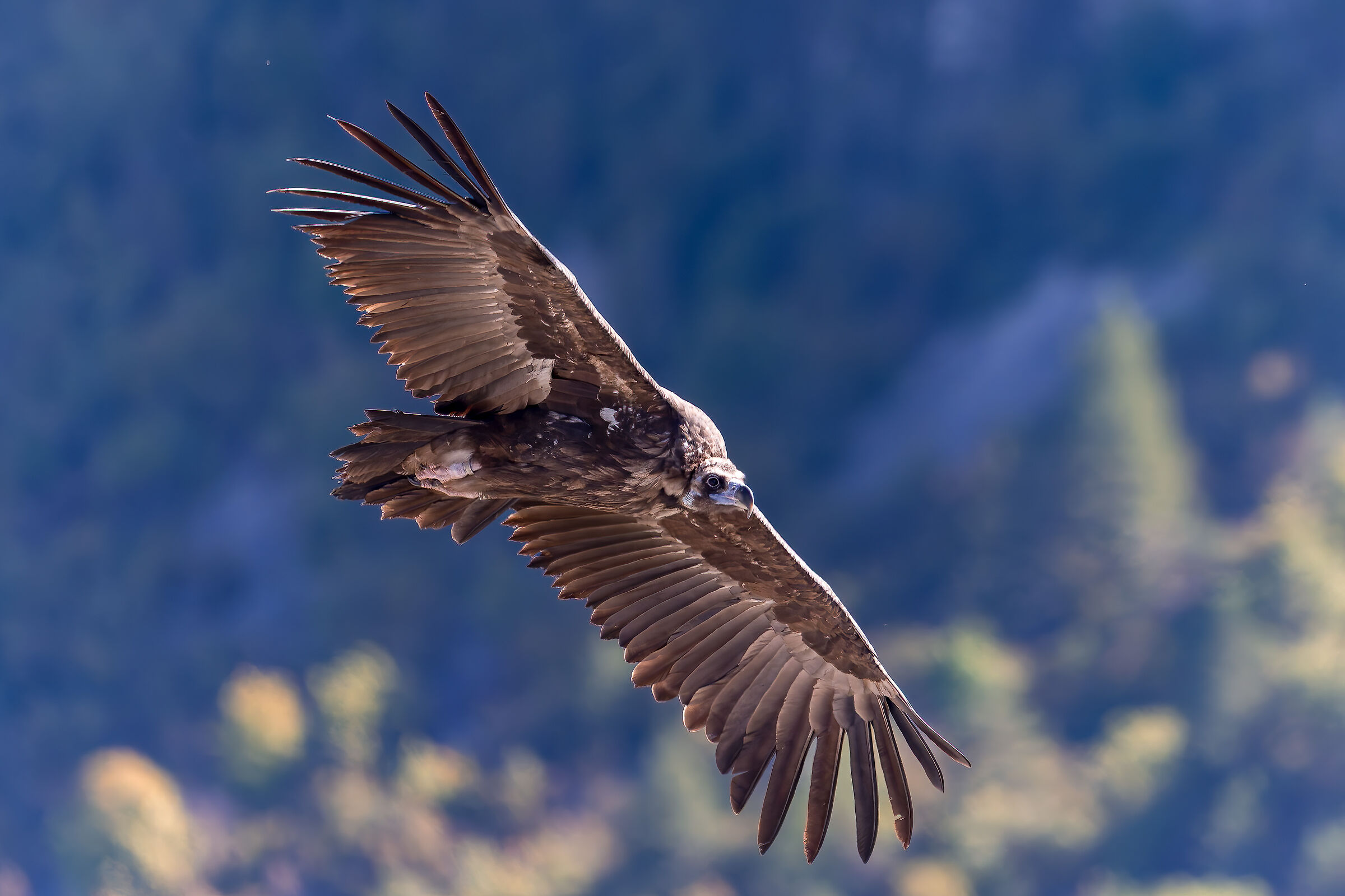 Vulture Monaco-Parc naturel des Baronnies Provençales