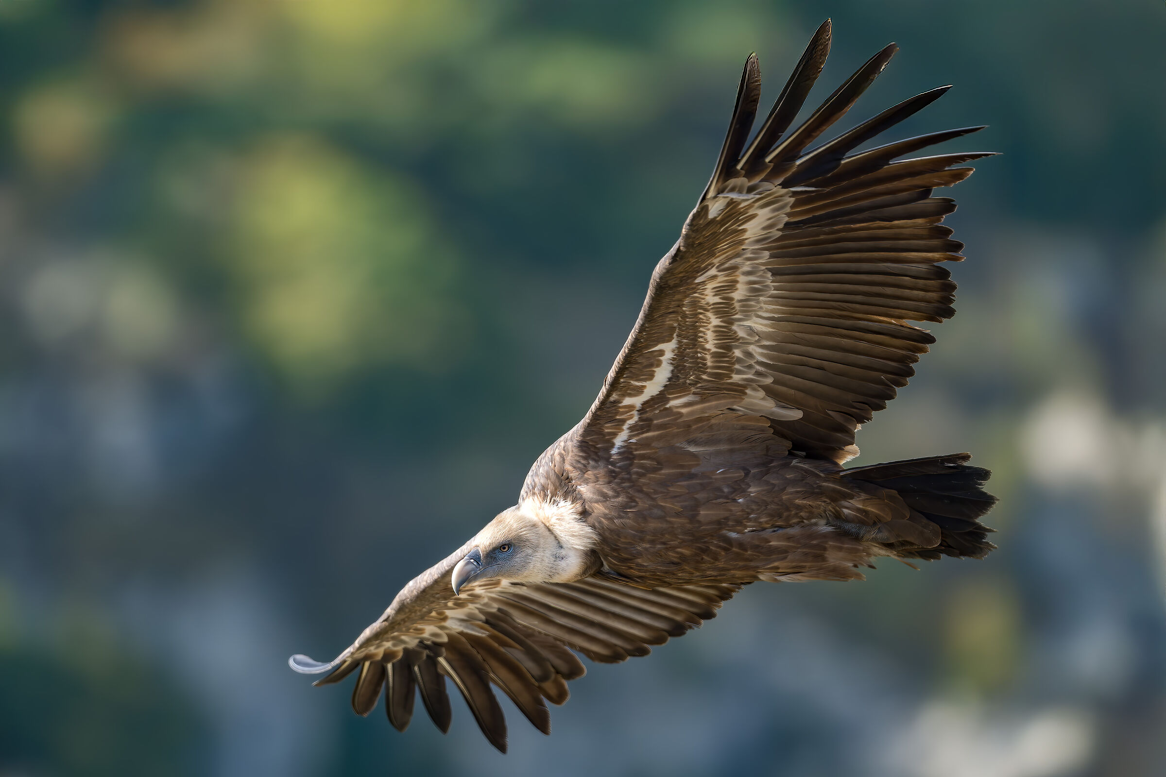 Griffin-Parc naturel régional des Baronnies Proven&cc...