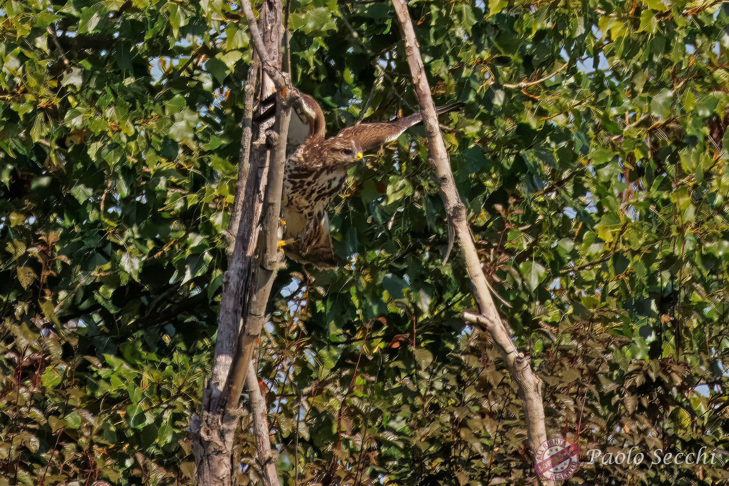 Departing buzzard