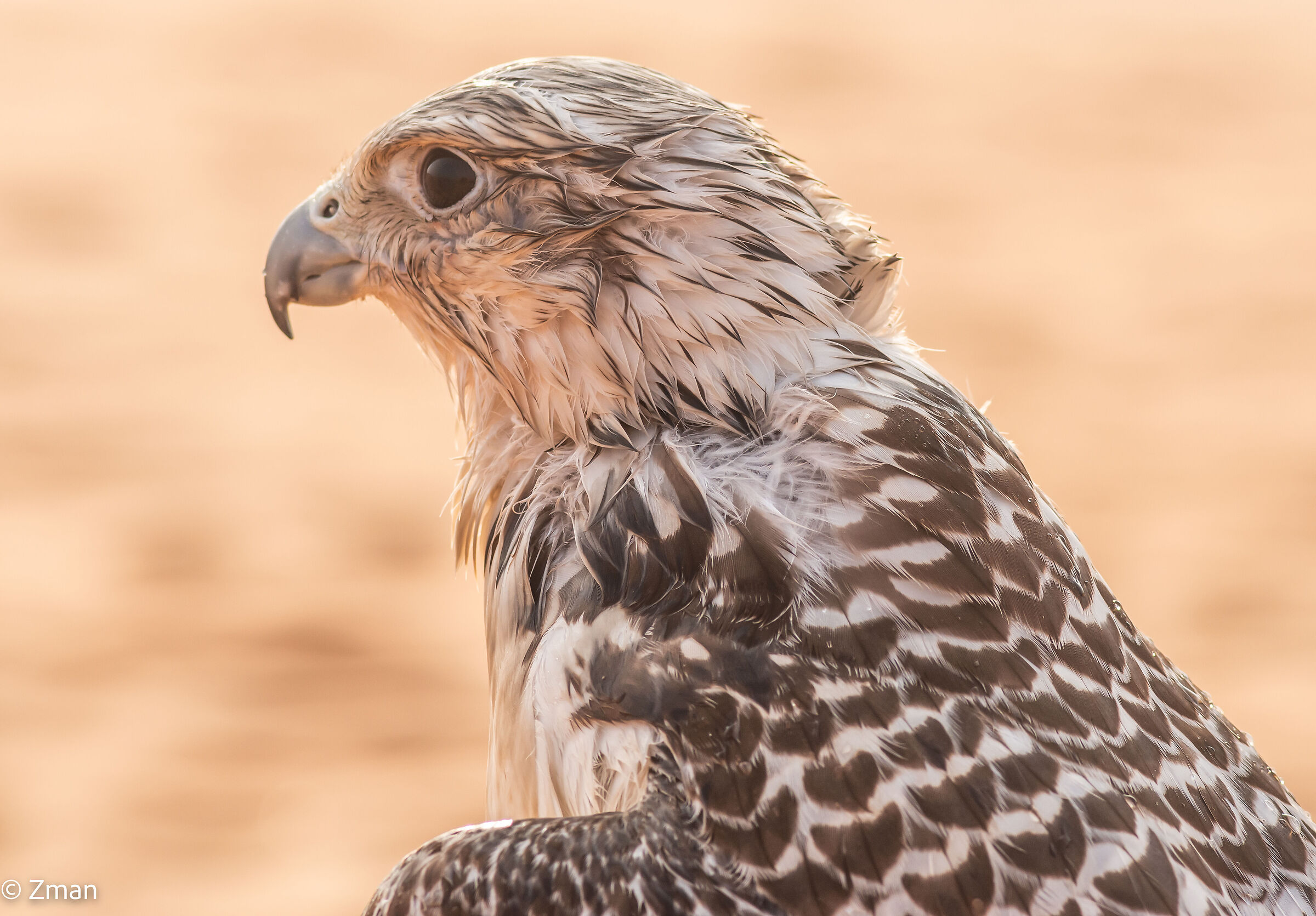 Faccia di falco lavata per raffreddare