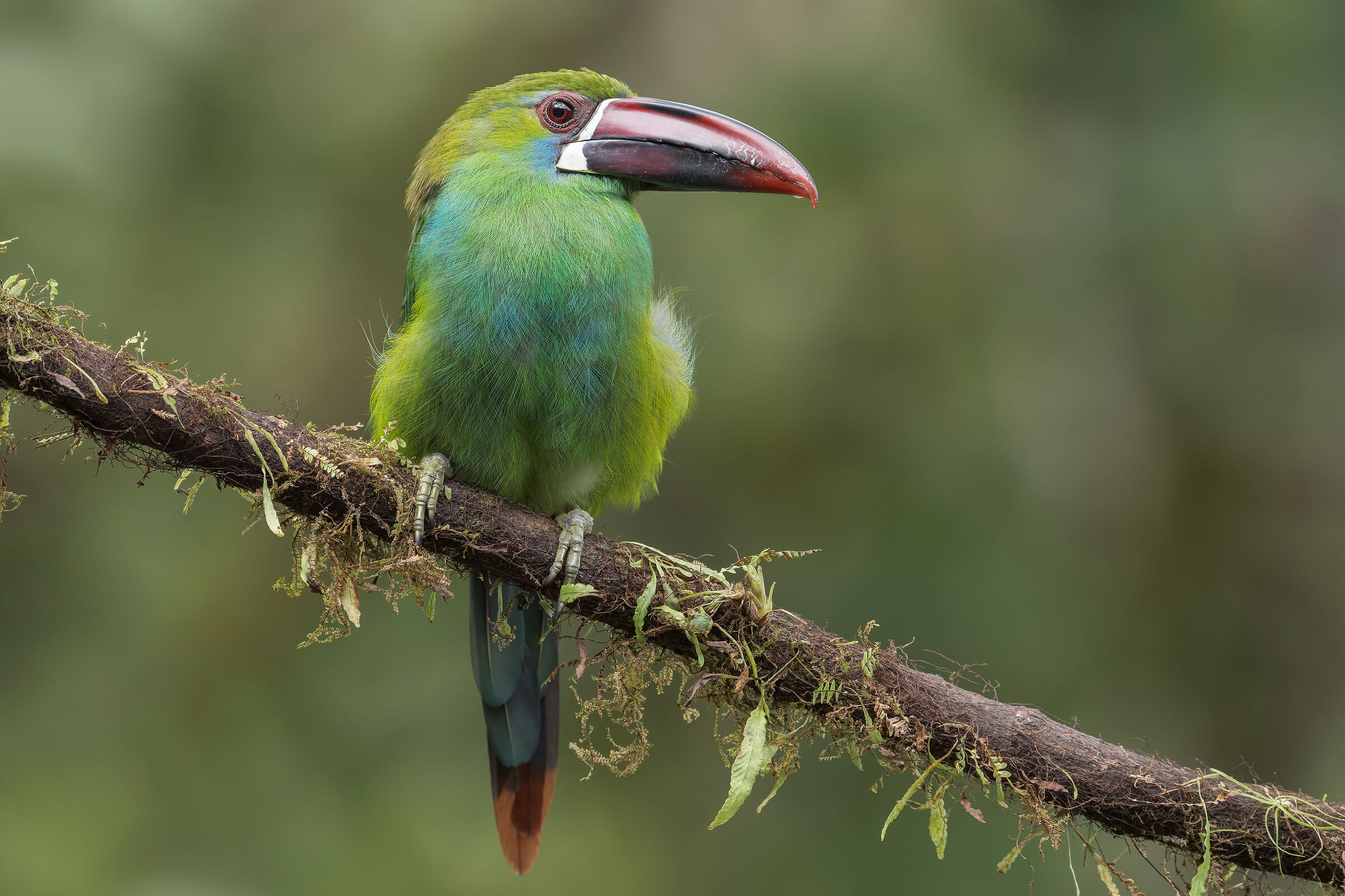 Tucanetto groppacremisi