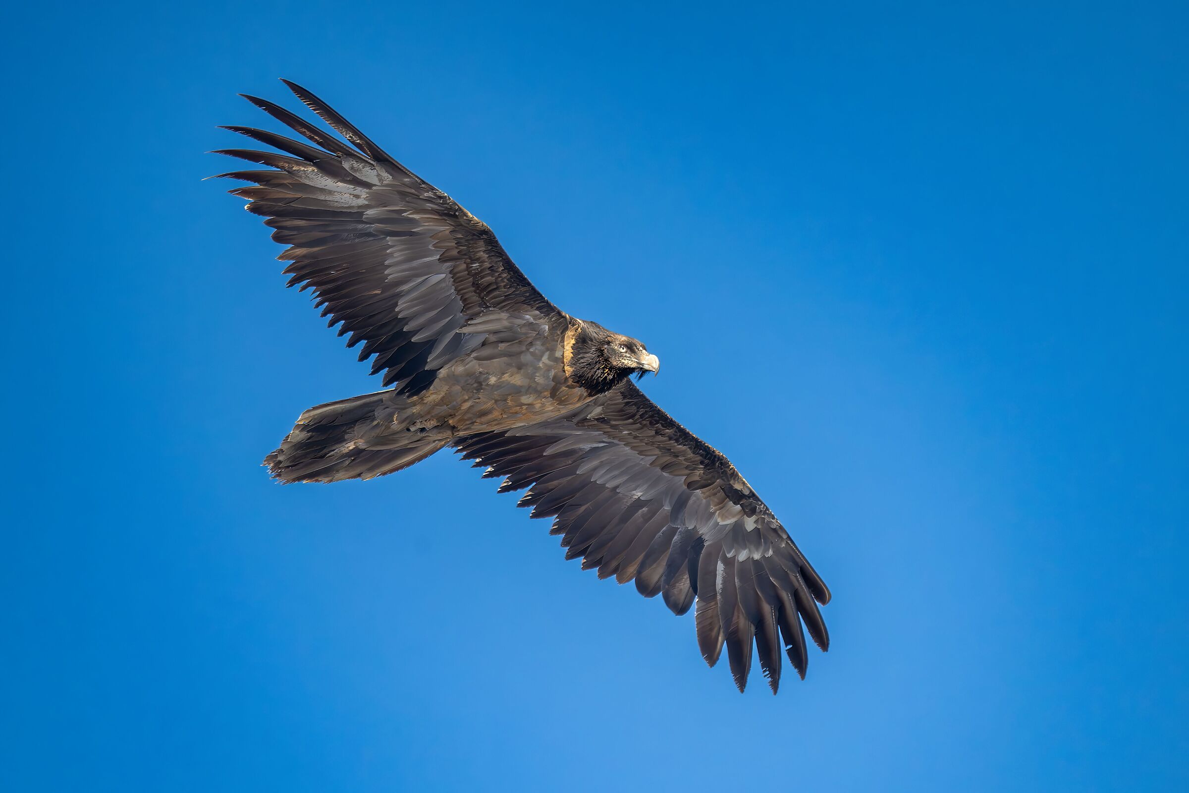 Gipeto (juv) in volo