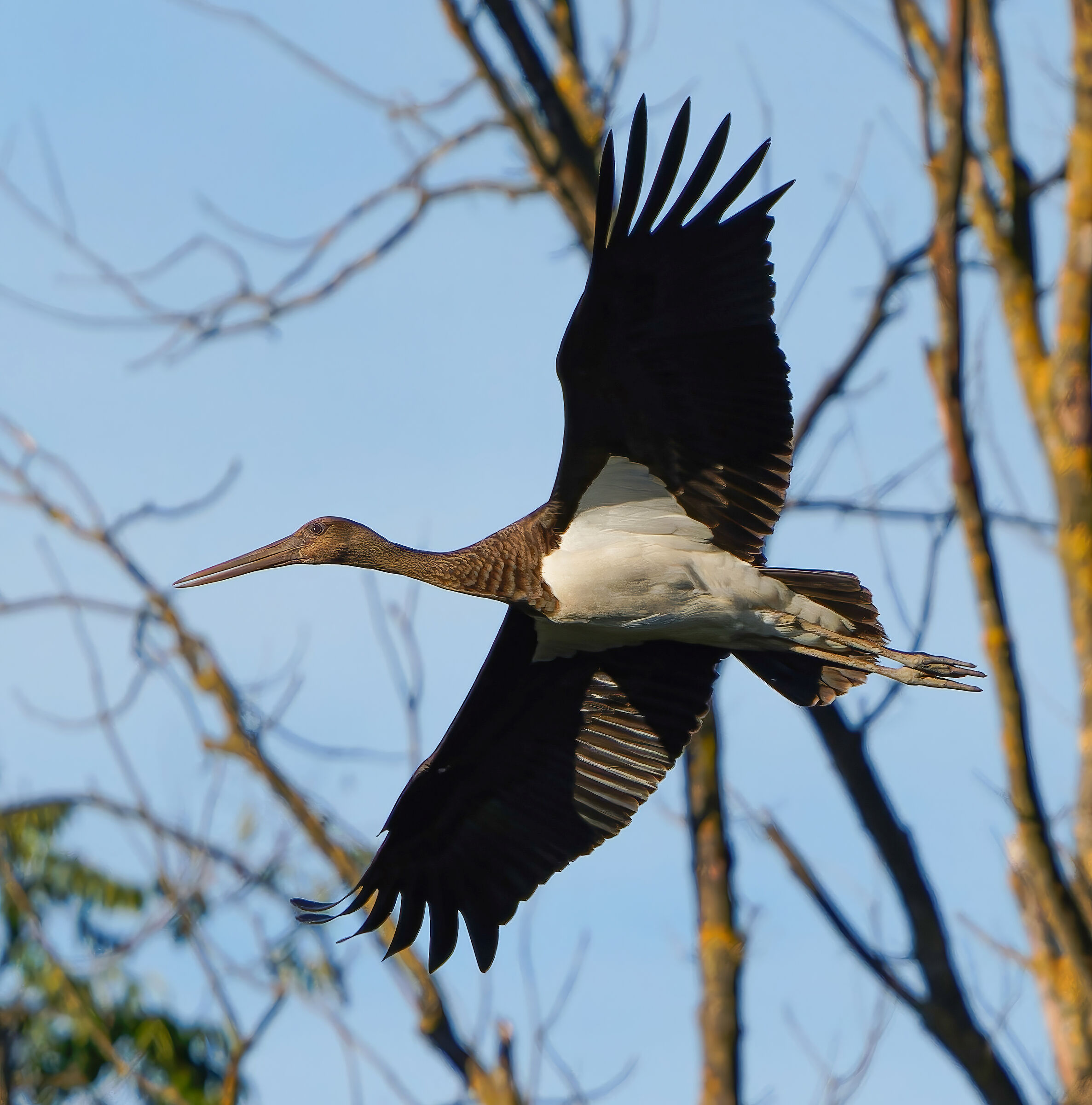 Black stork