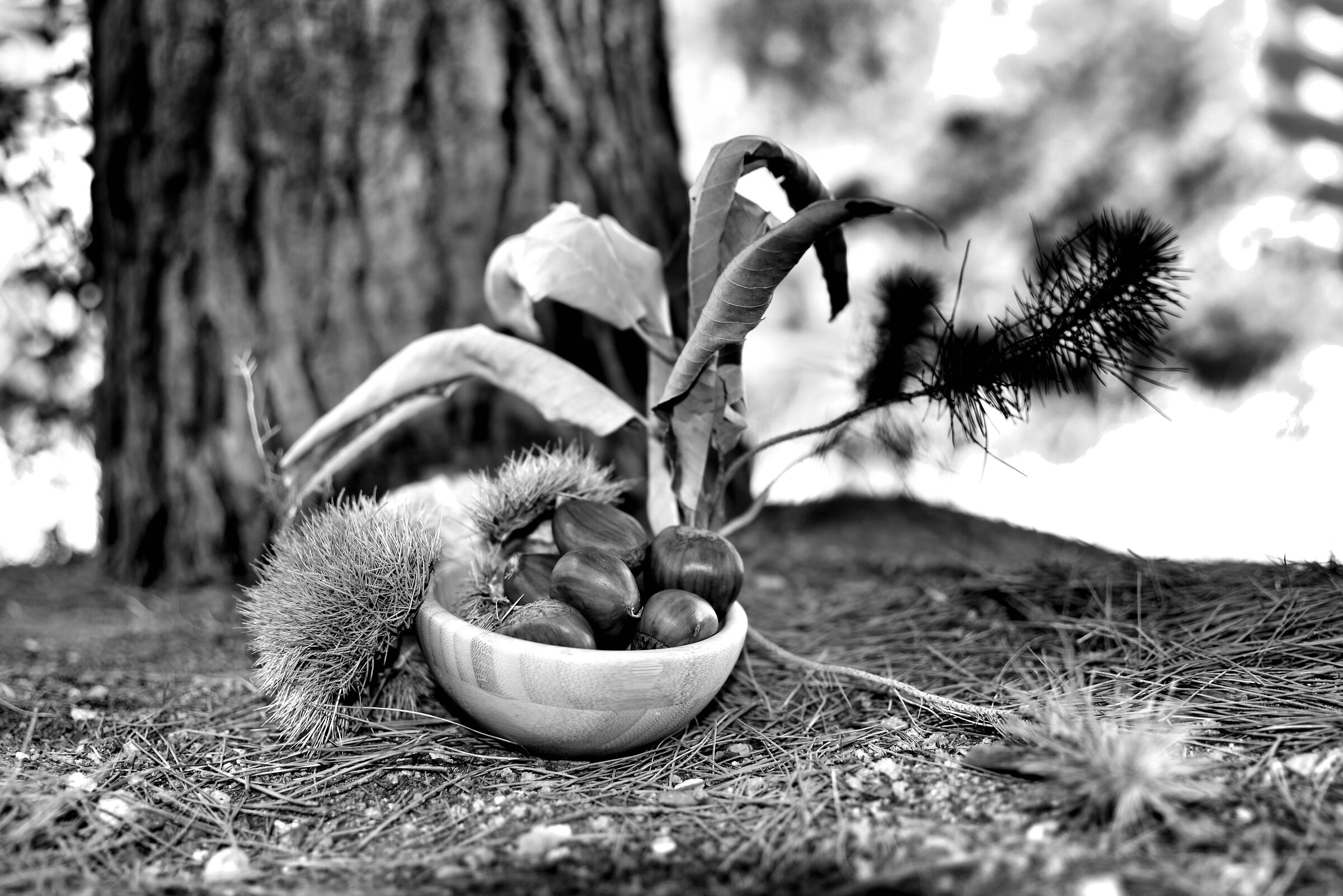 Improvvisazione d'autunno