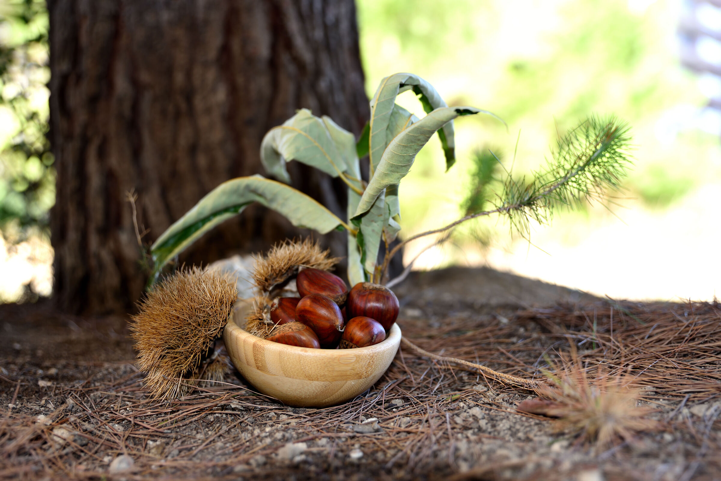 Improvvisazione d'autunno