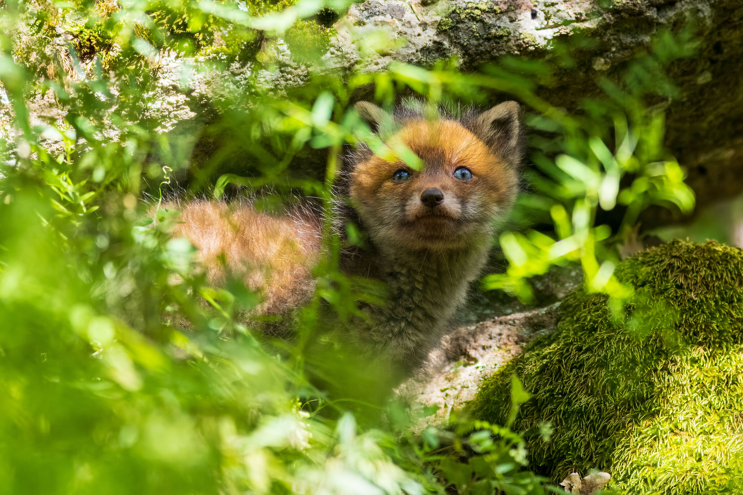 cucciolo di volpe sarda