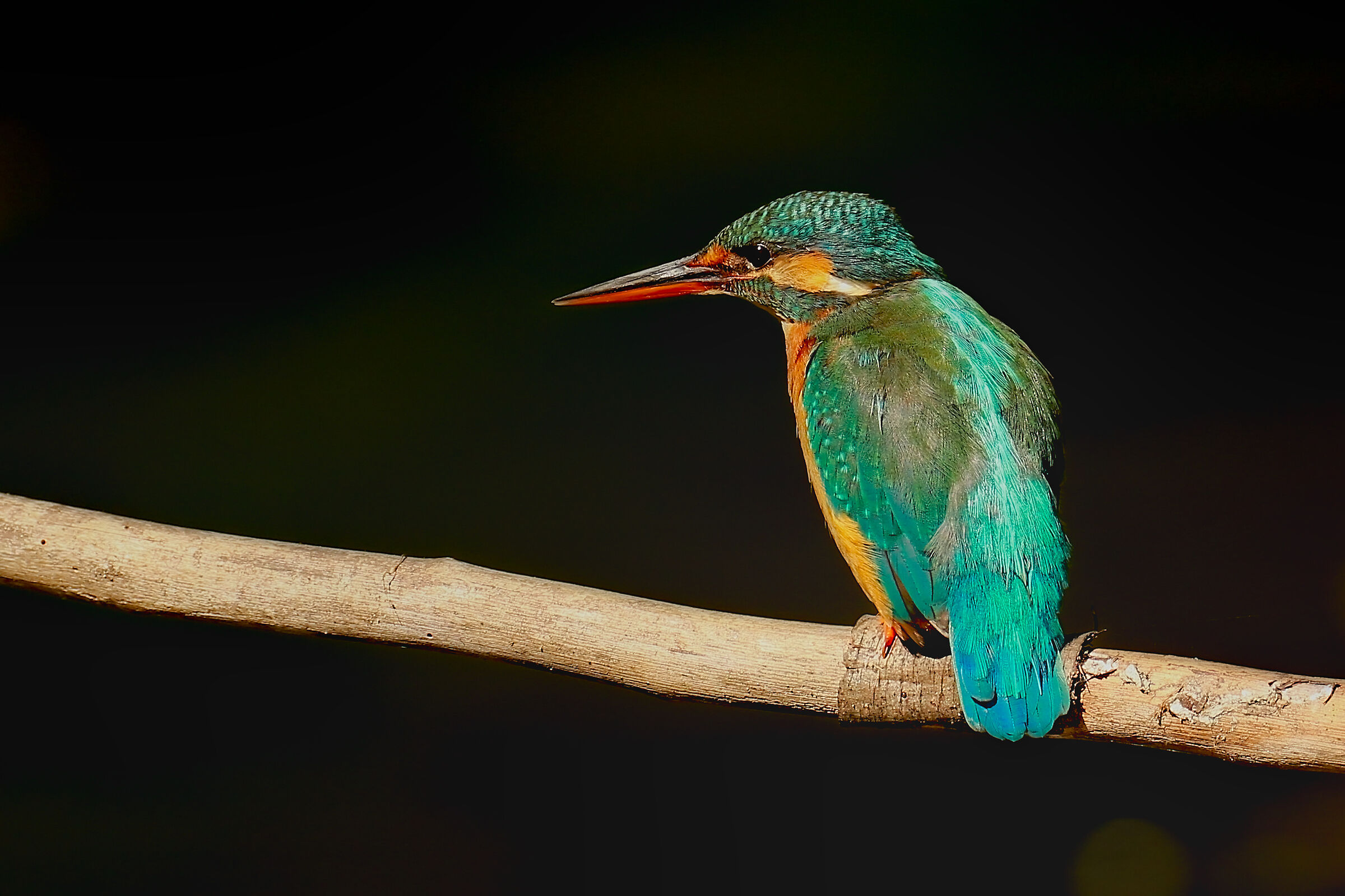 Female Kingfisher