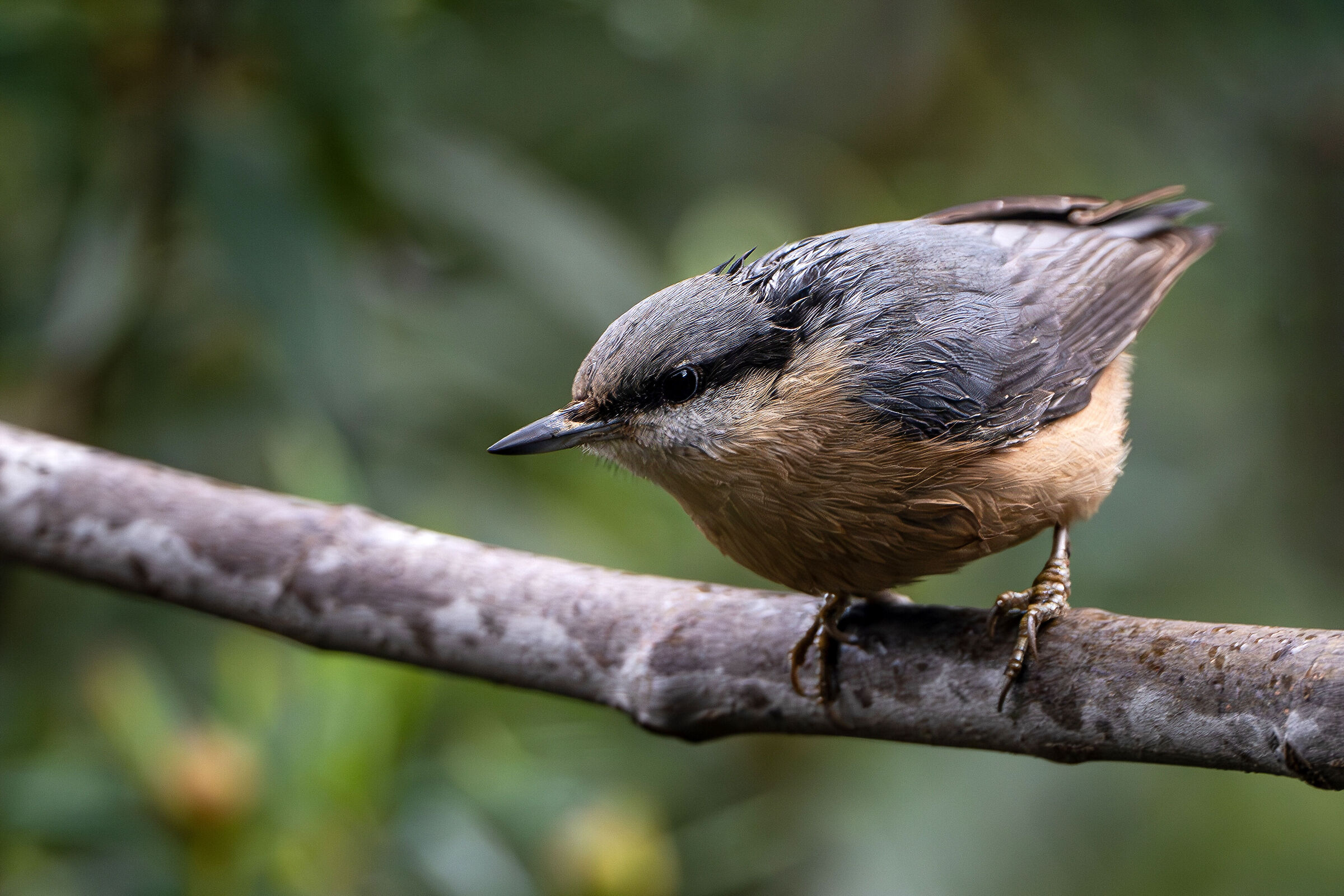 Wood nuthatch