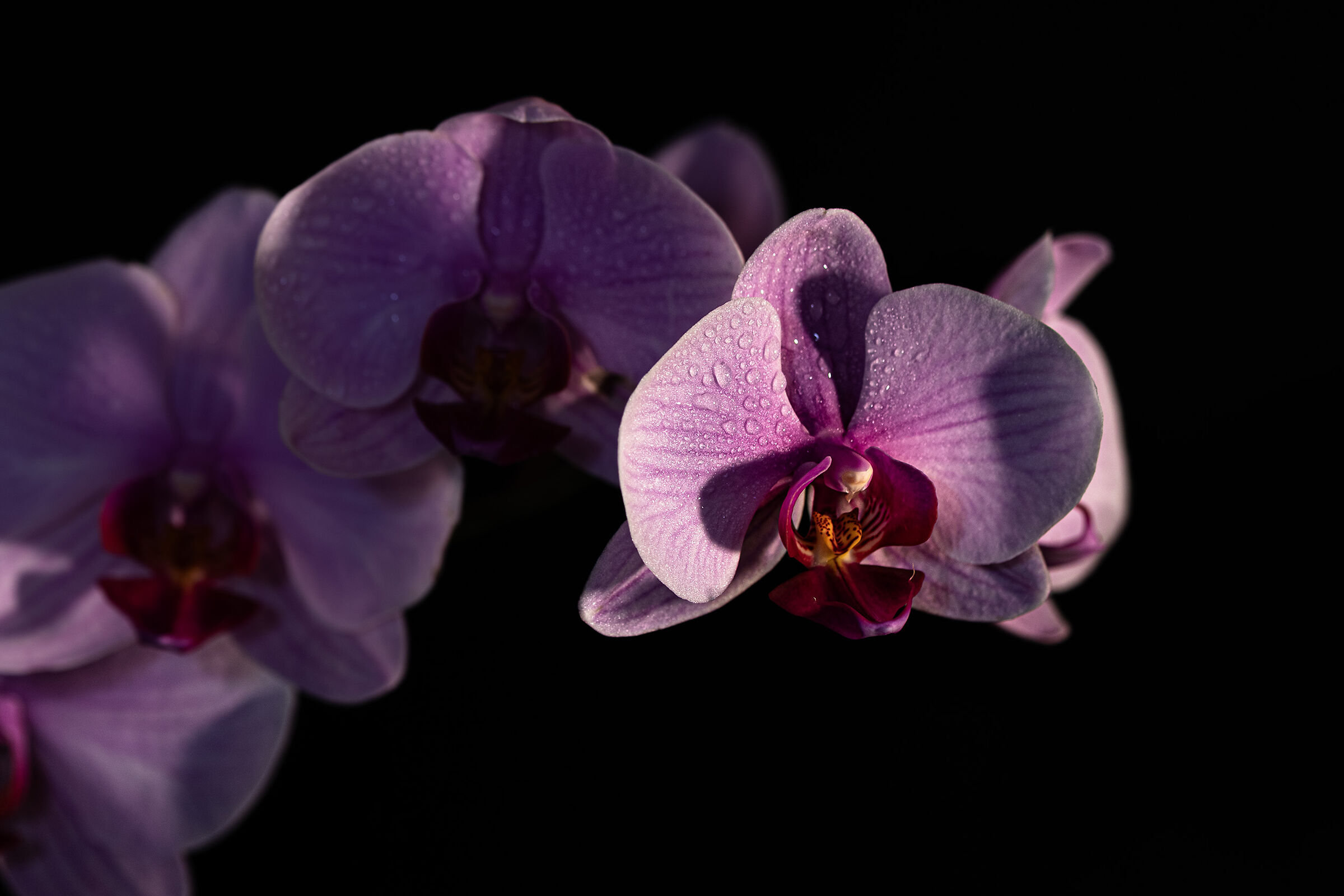 Orchidea.