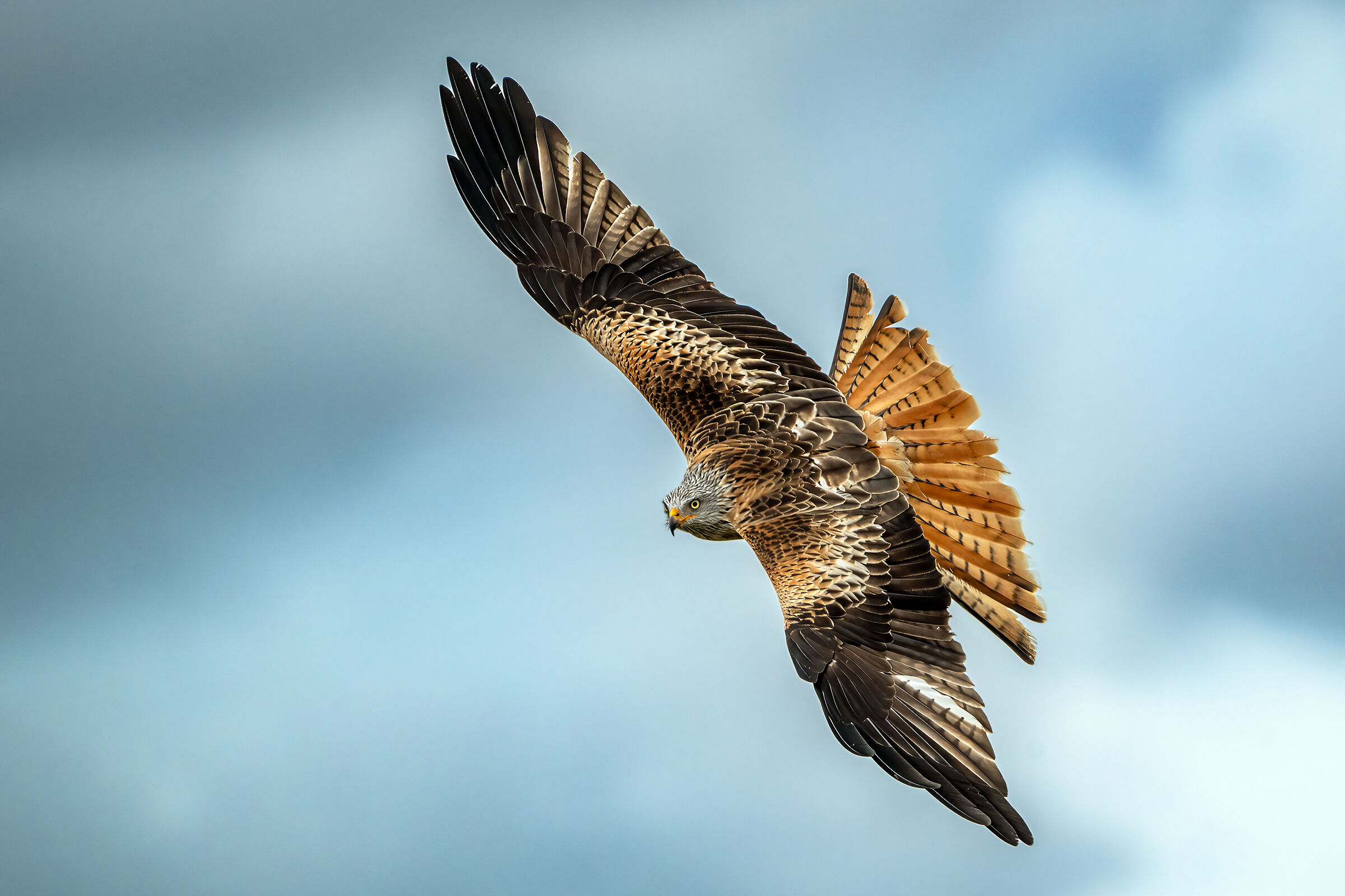 Red Kite and Blue Sky II