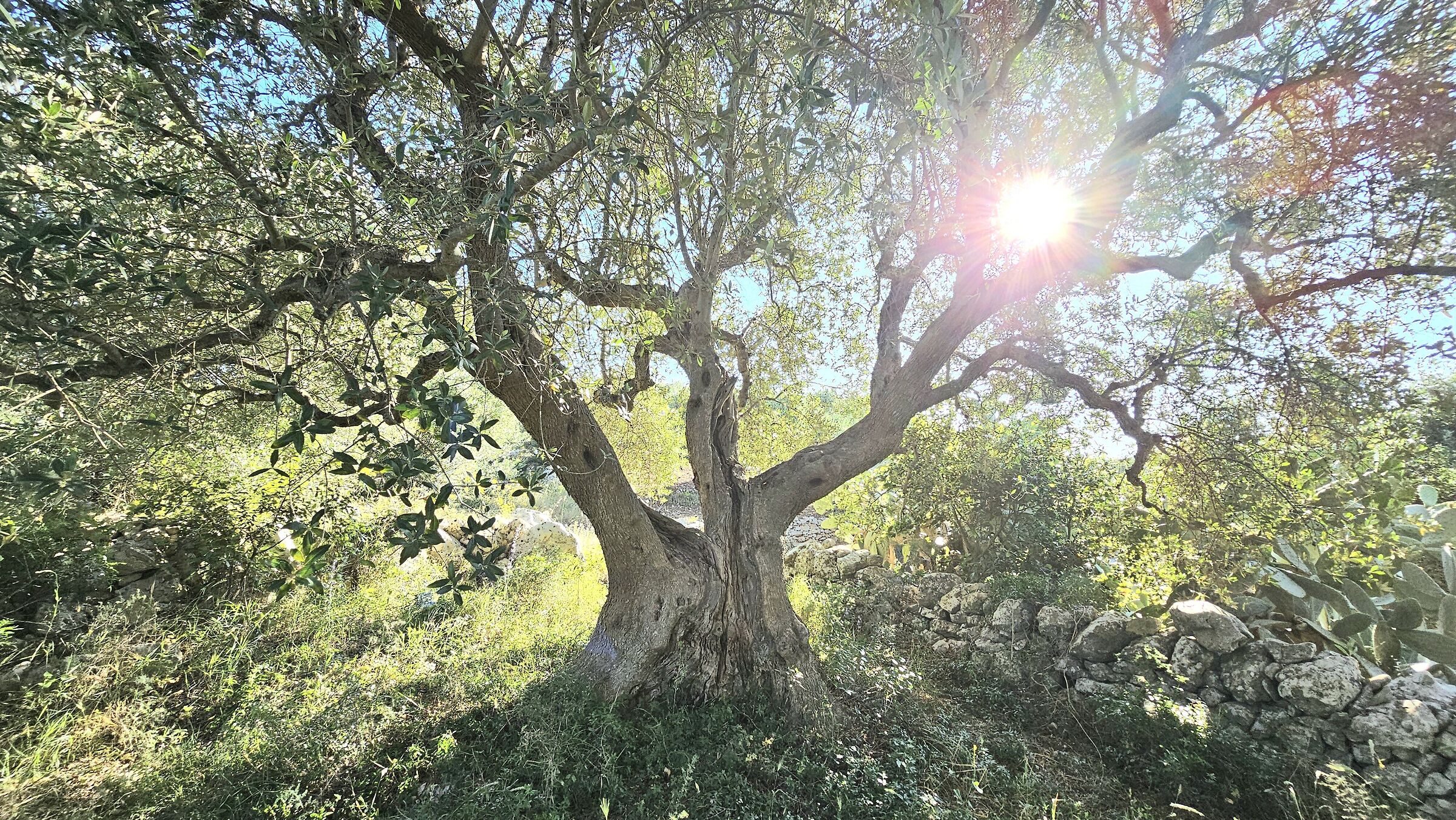Olive tree